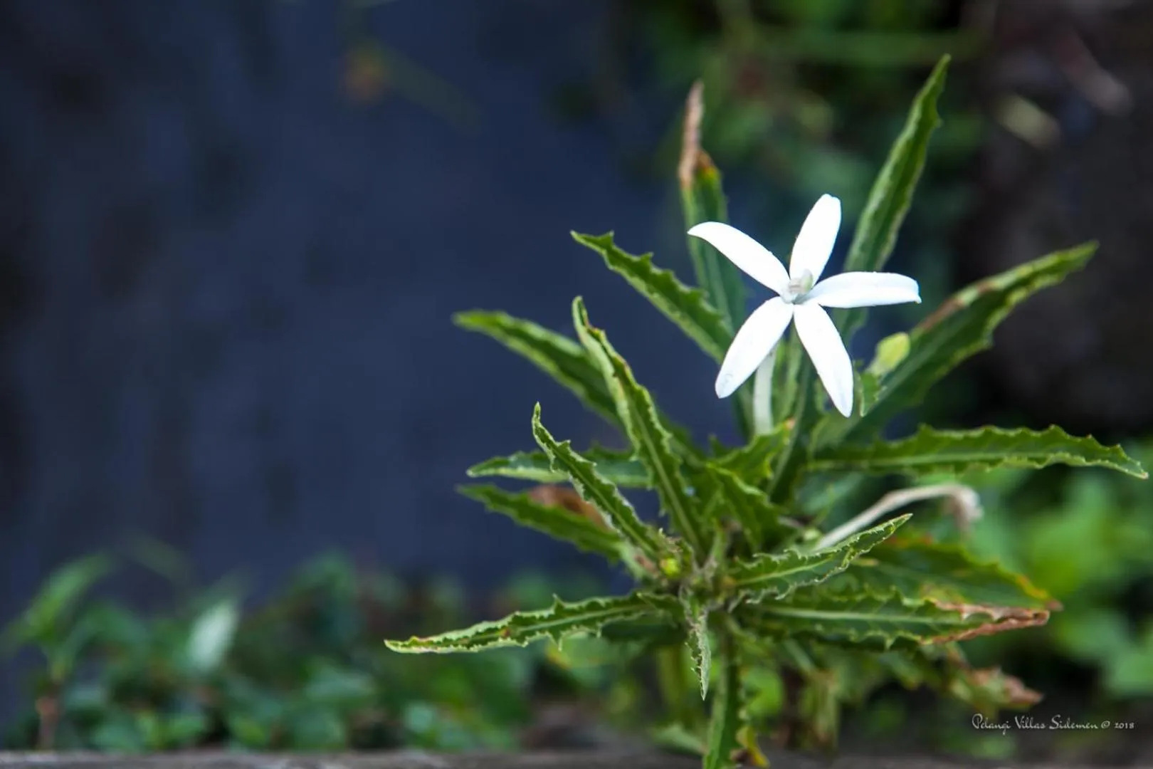 Other in Pelangi Villas Sidemen by AGATA