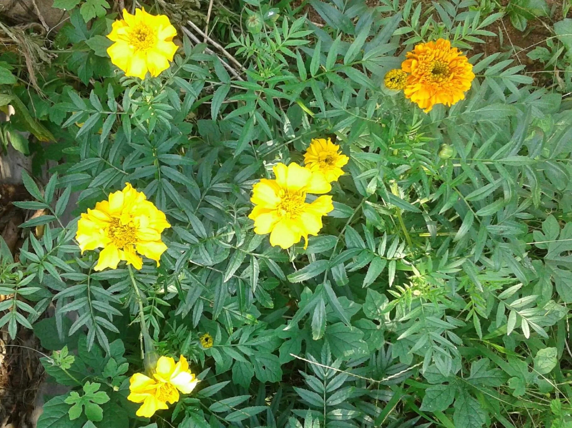 Garden in Vivid Lanka
