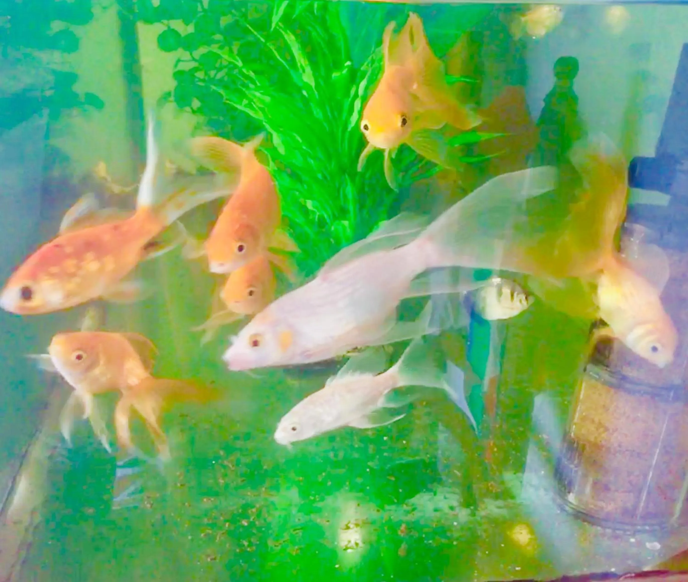 Animals in Vivid Lanka