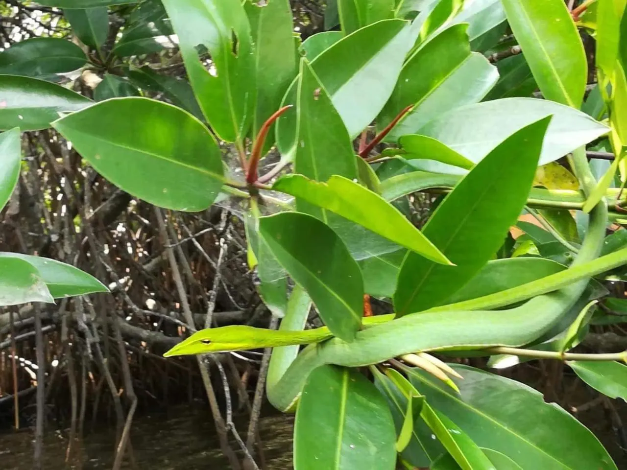 Natural landscape in Vivid Lanka