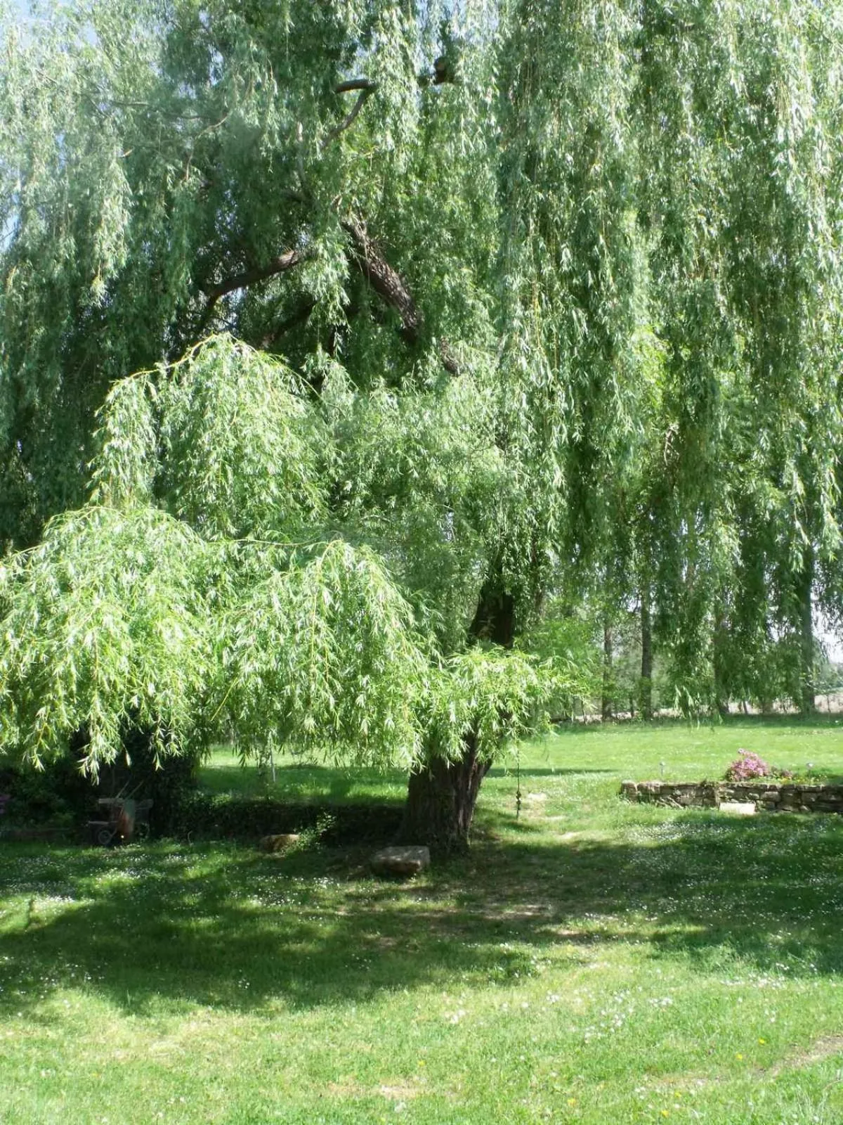 Garden in Maison Basta