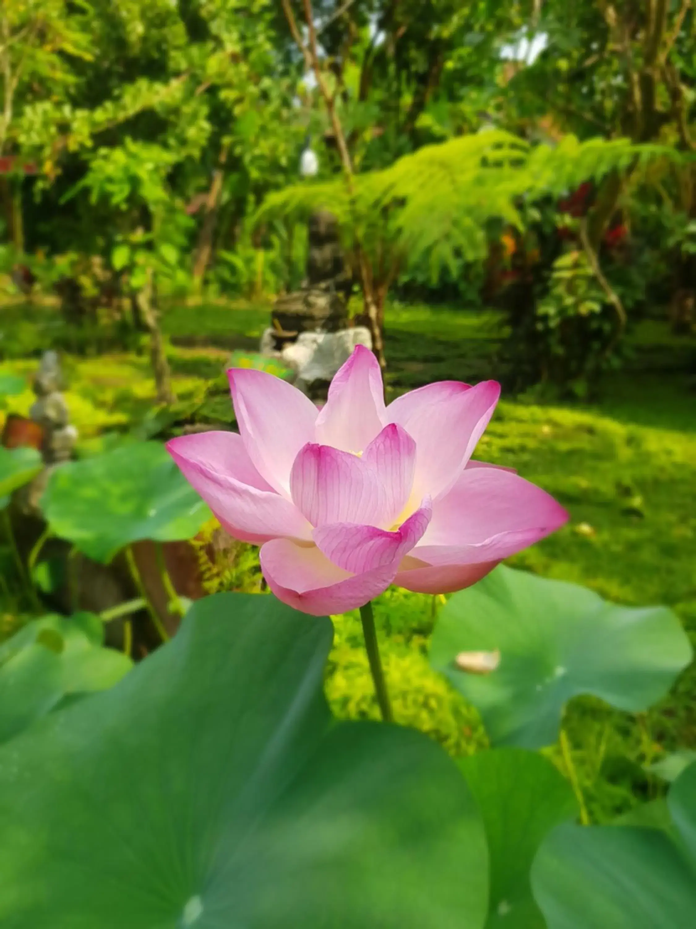 Double Room with Garden View in bucu hidden guest house, and meditation center Double Room with Garden View in bucu hidden guest house, and meditation center