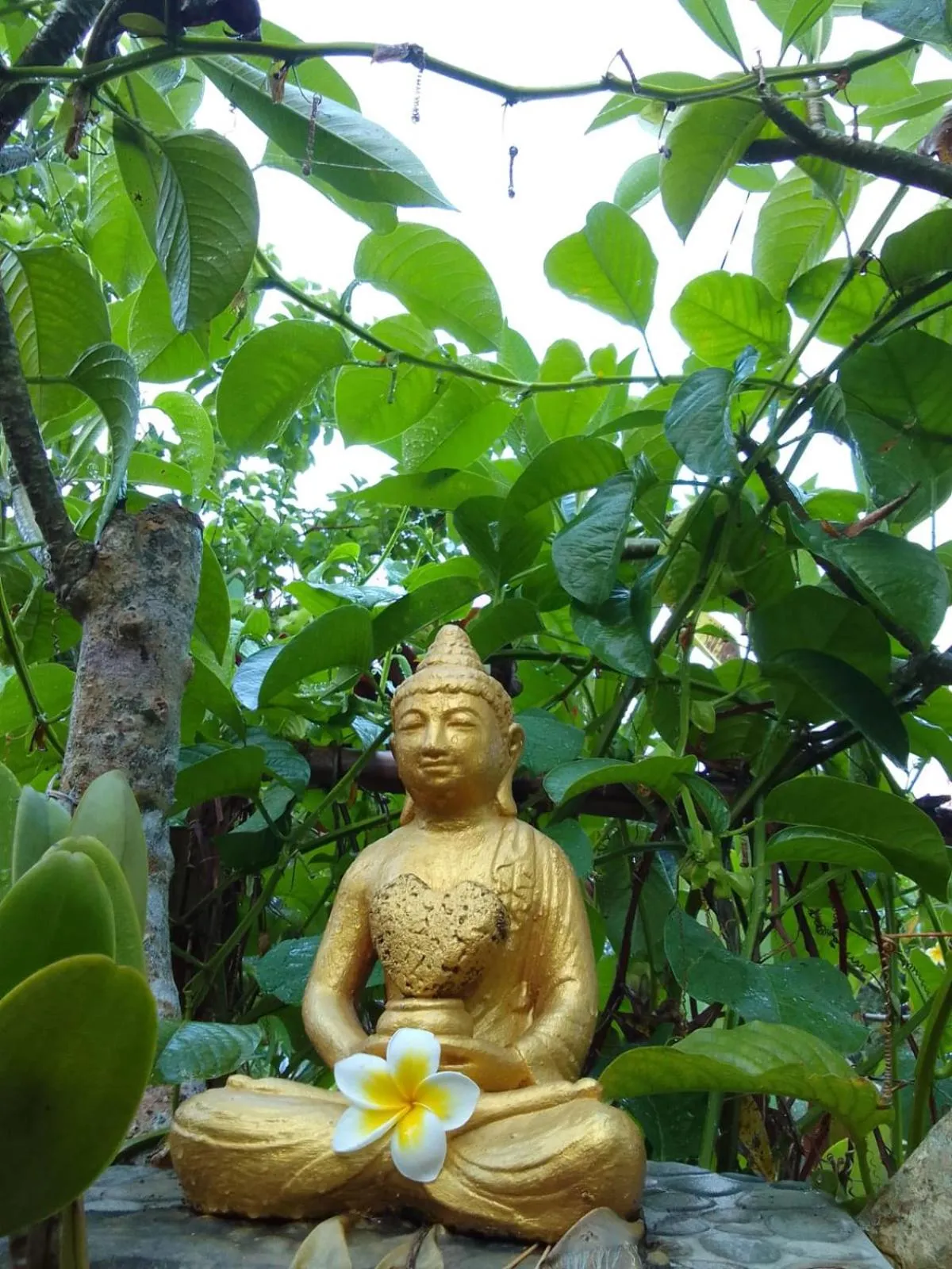 bucu hidden guest house, and meditation center