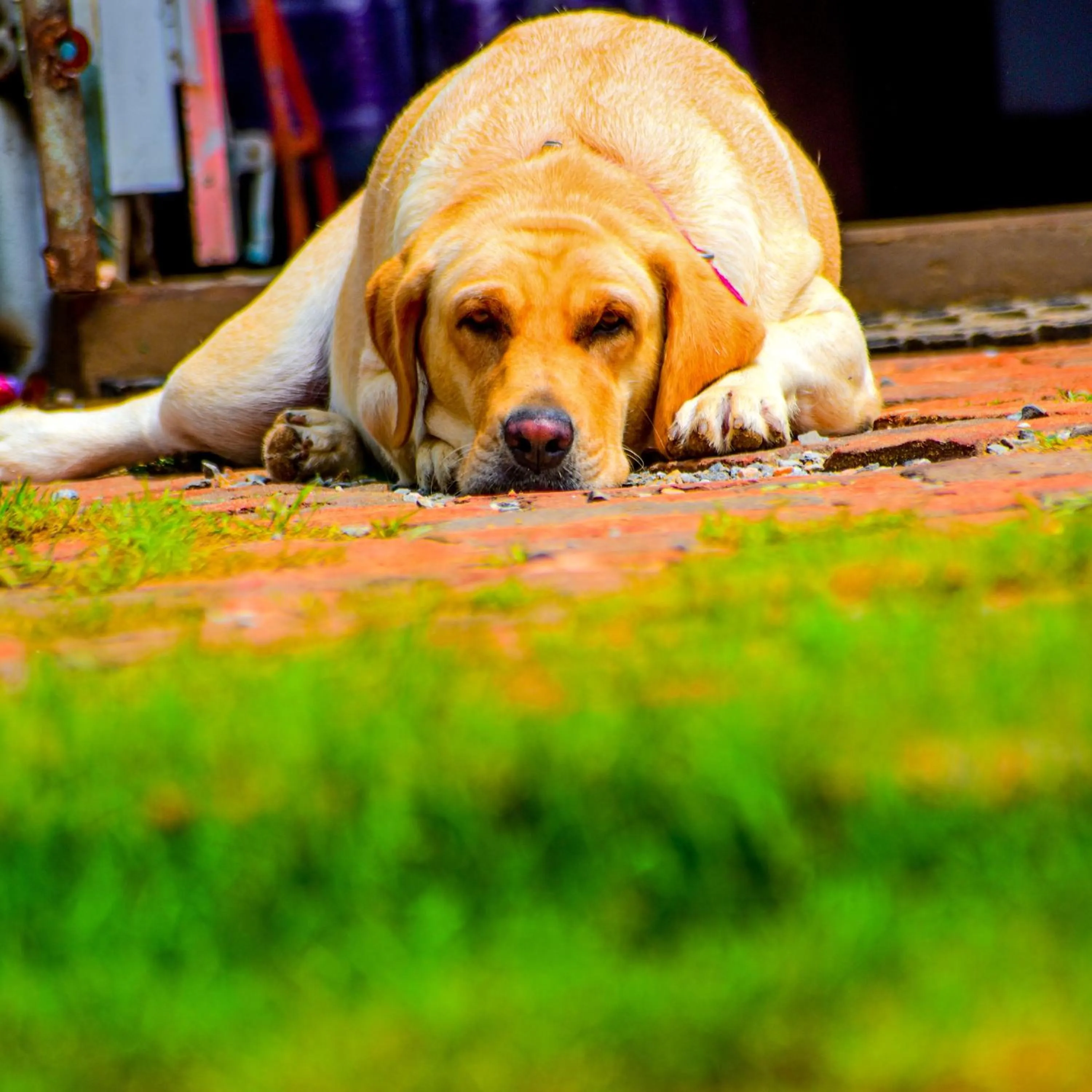 Pets in Namaste India