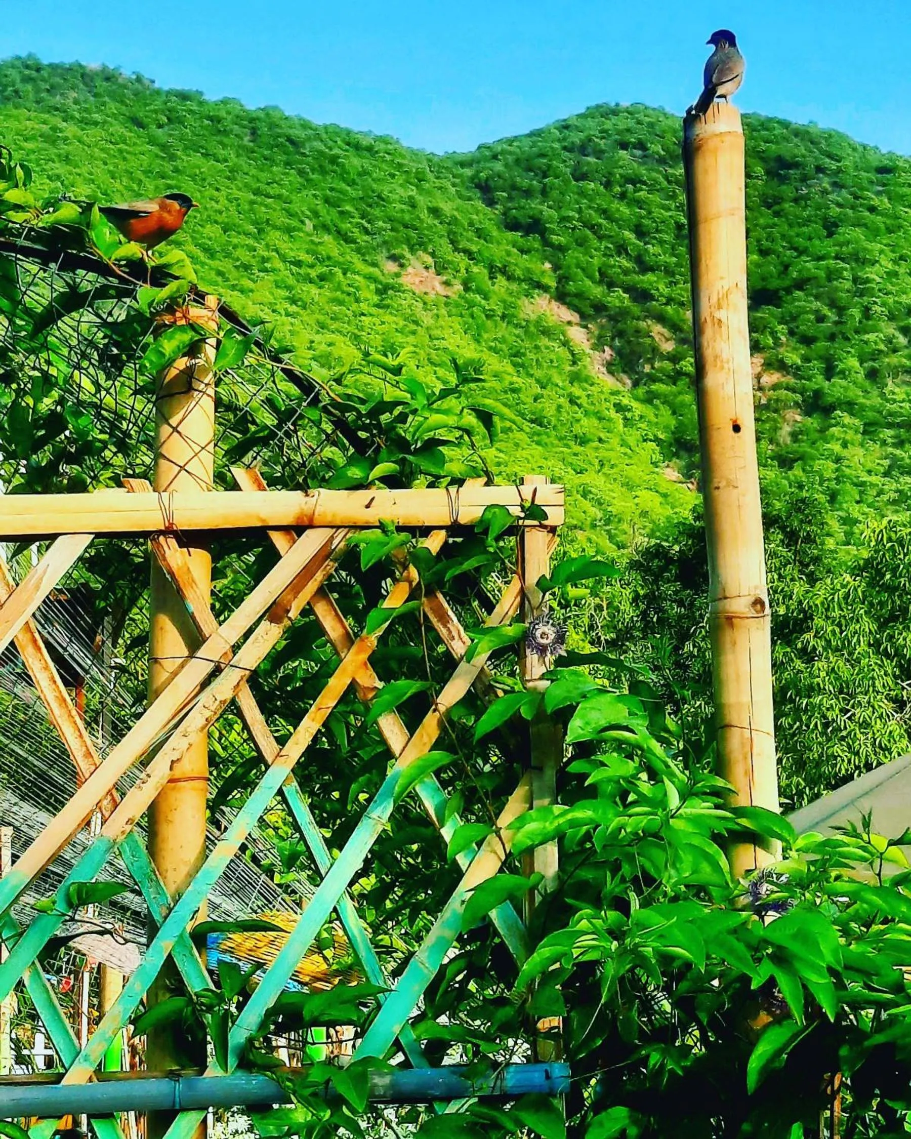 Spring in Namaste India