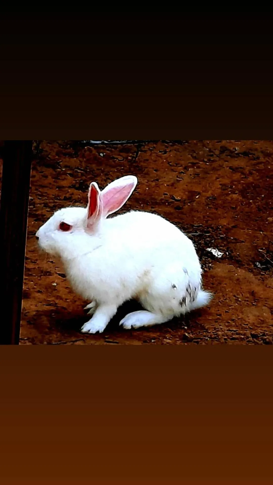 Animals in Namaste India