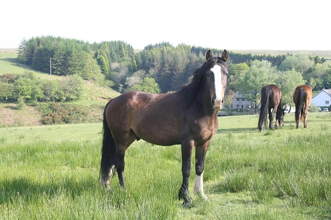 Animals in Barn Cottage - Farm Park Stay with Hot Tub