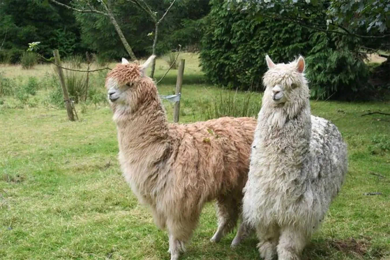 Animals in Barn Cottage - Farm Park Stay with Hot Tub