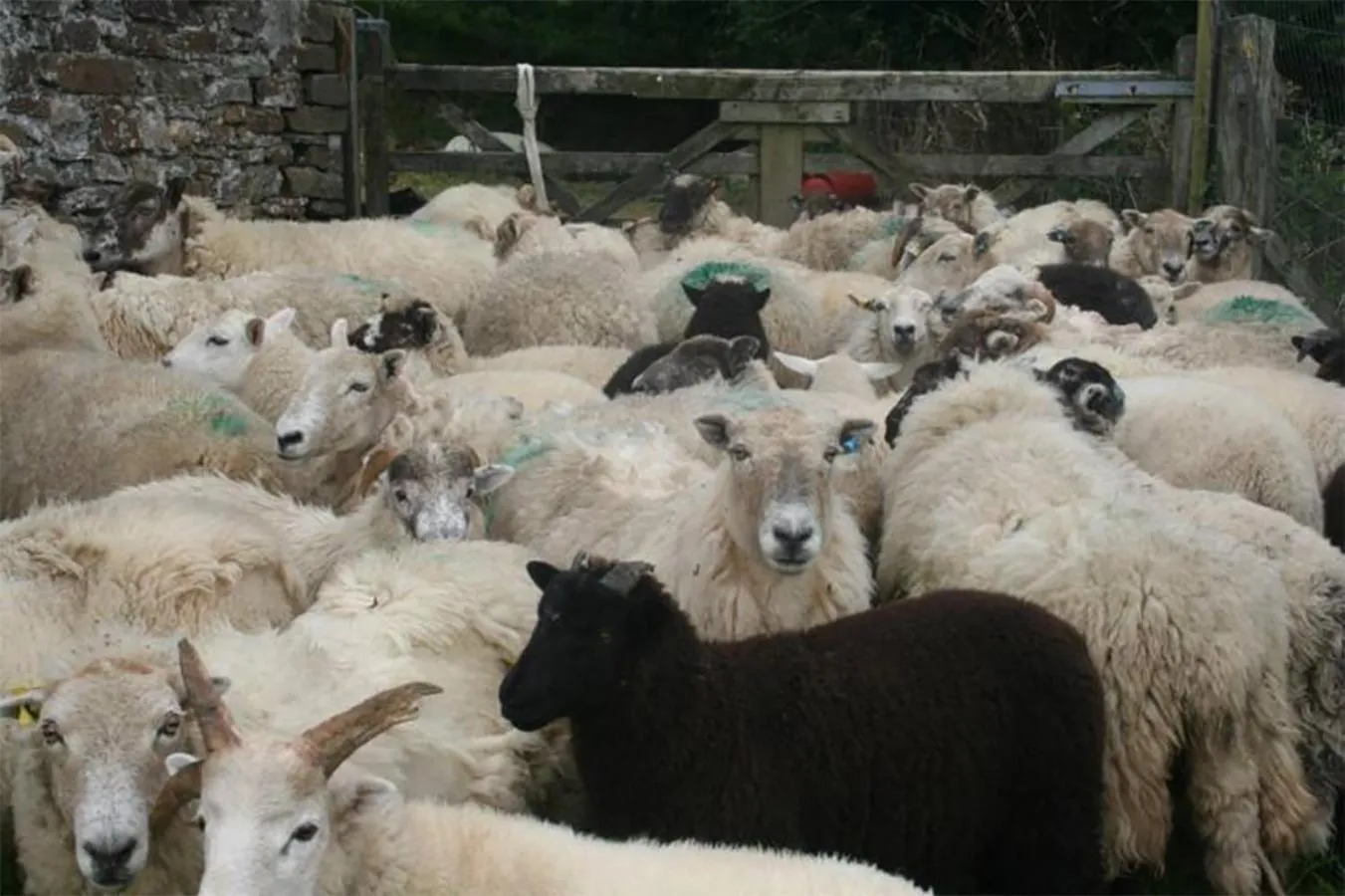 Animals in Barn Cottage - Farm Park Stay with Hot Tub