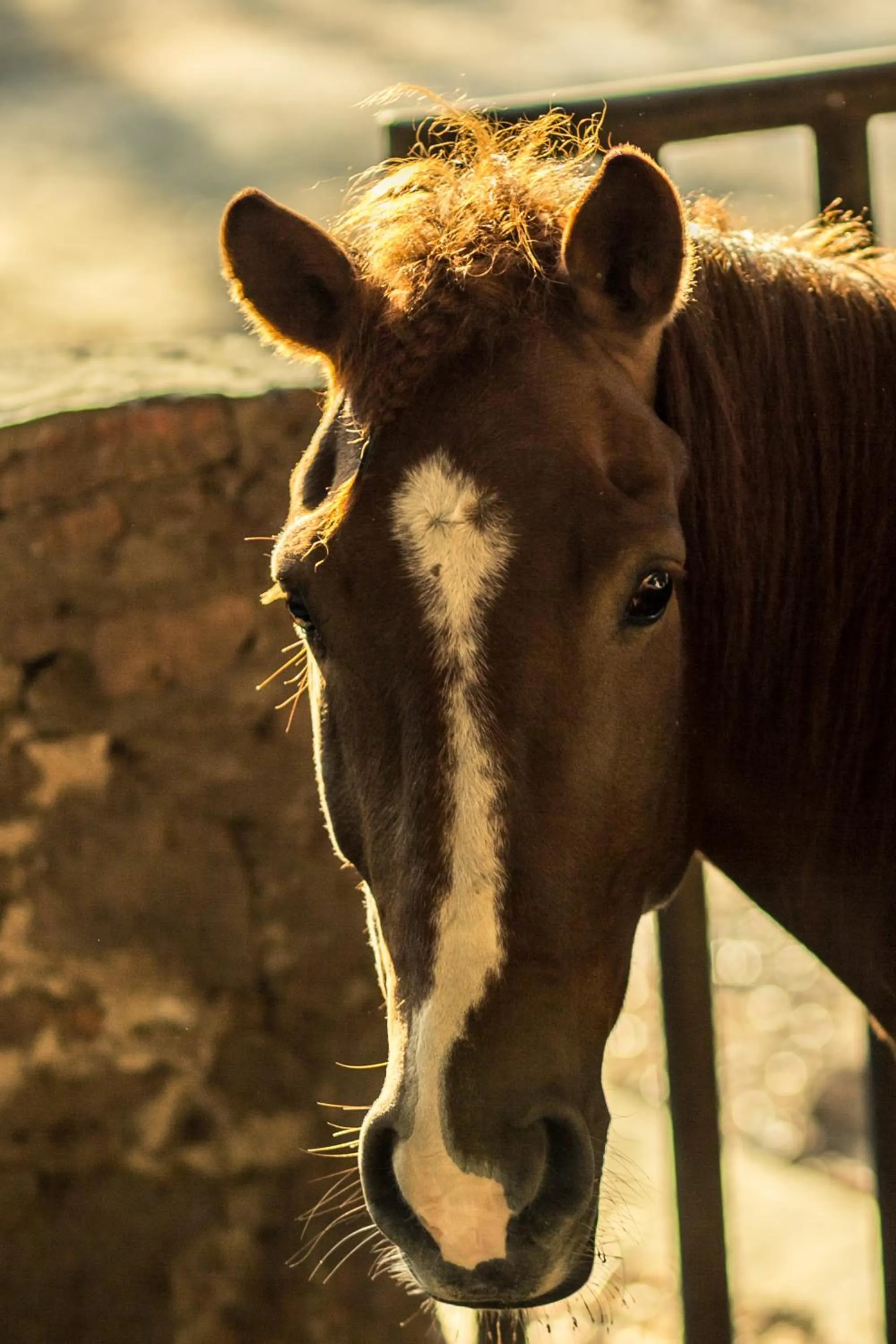 Animals in Hacienda San Gabriel de las Palmas