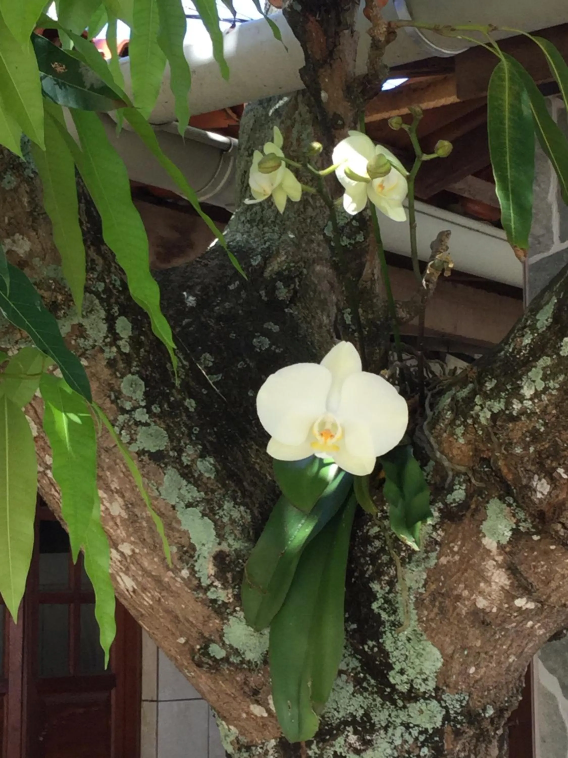 Pousada da Mércia - Itapuã (BA)