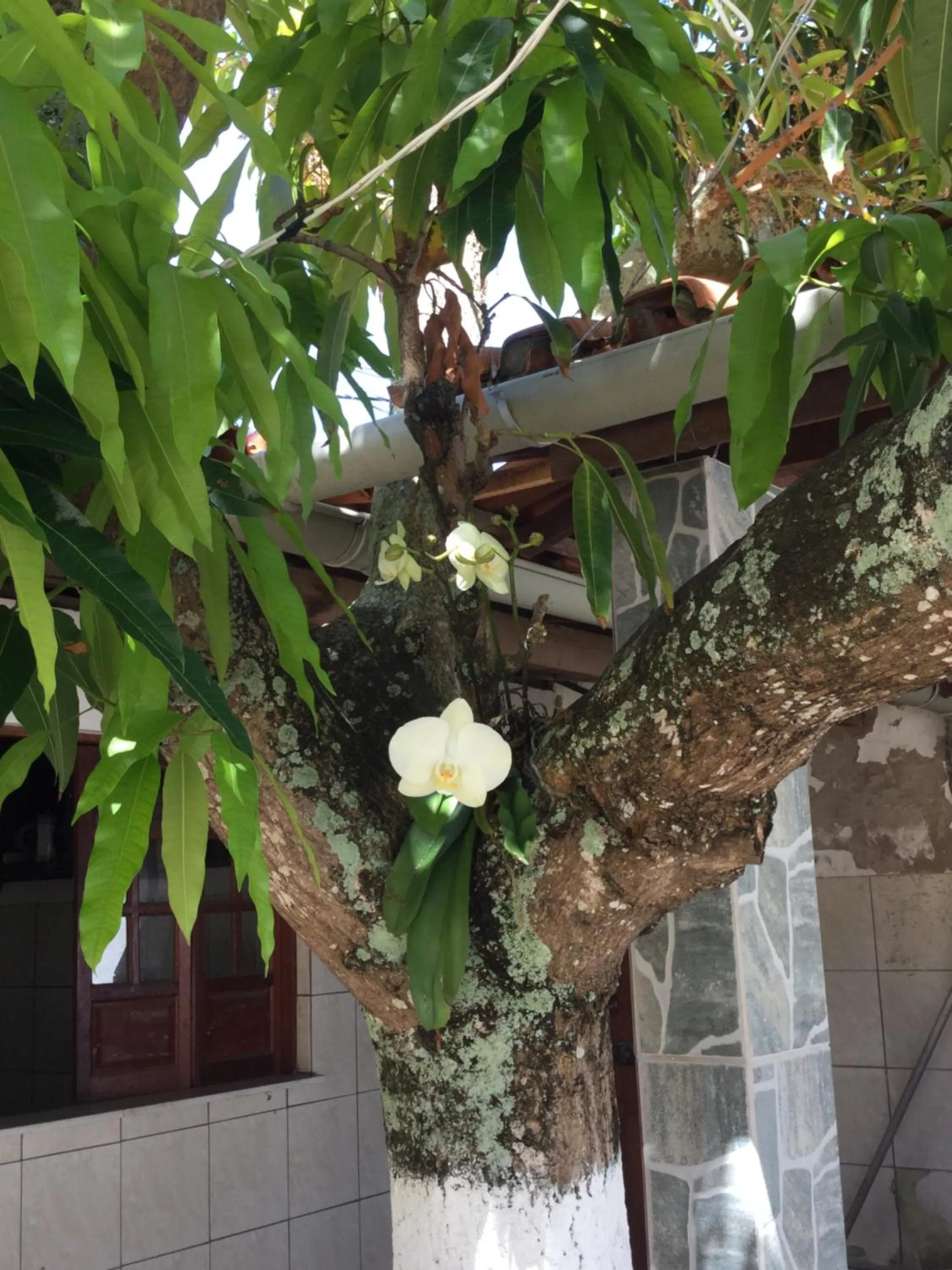Pousada da Mércia - Itapuã (BA)