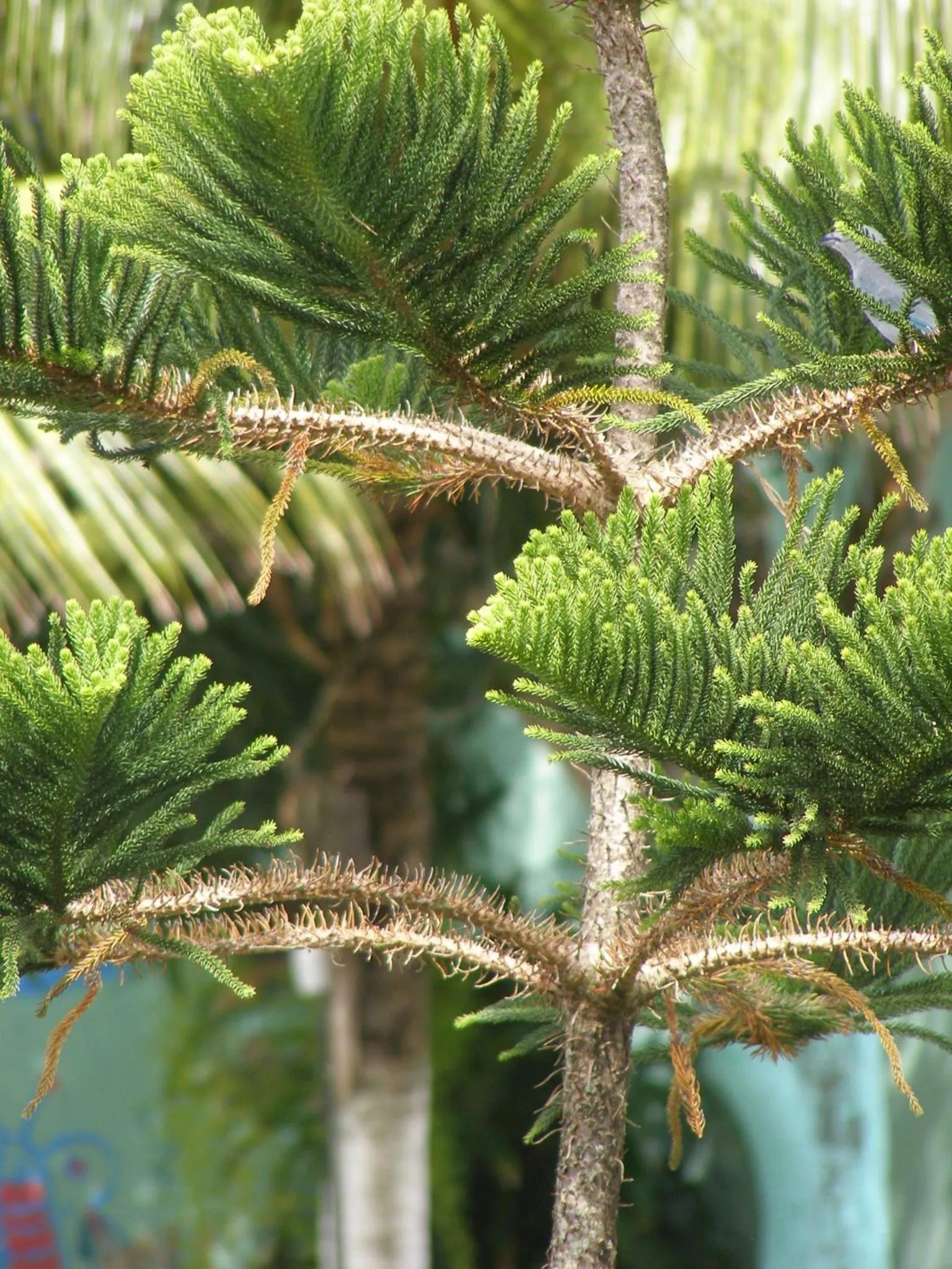 Pousada da Mércia - Itapuã (BA)