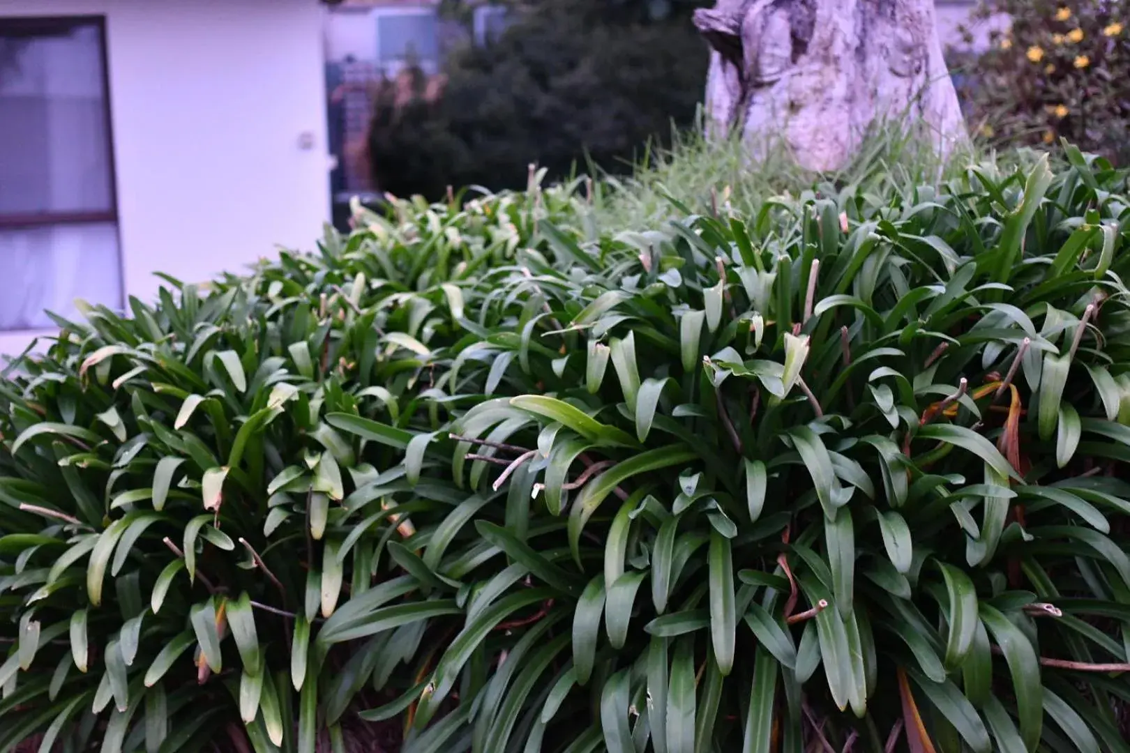 View (from property/room) in A1 Motels and Apartments Port Fairy View (from property/room) in A1 Motels and Apartments Port Fairy