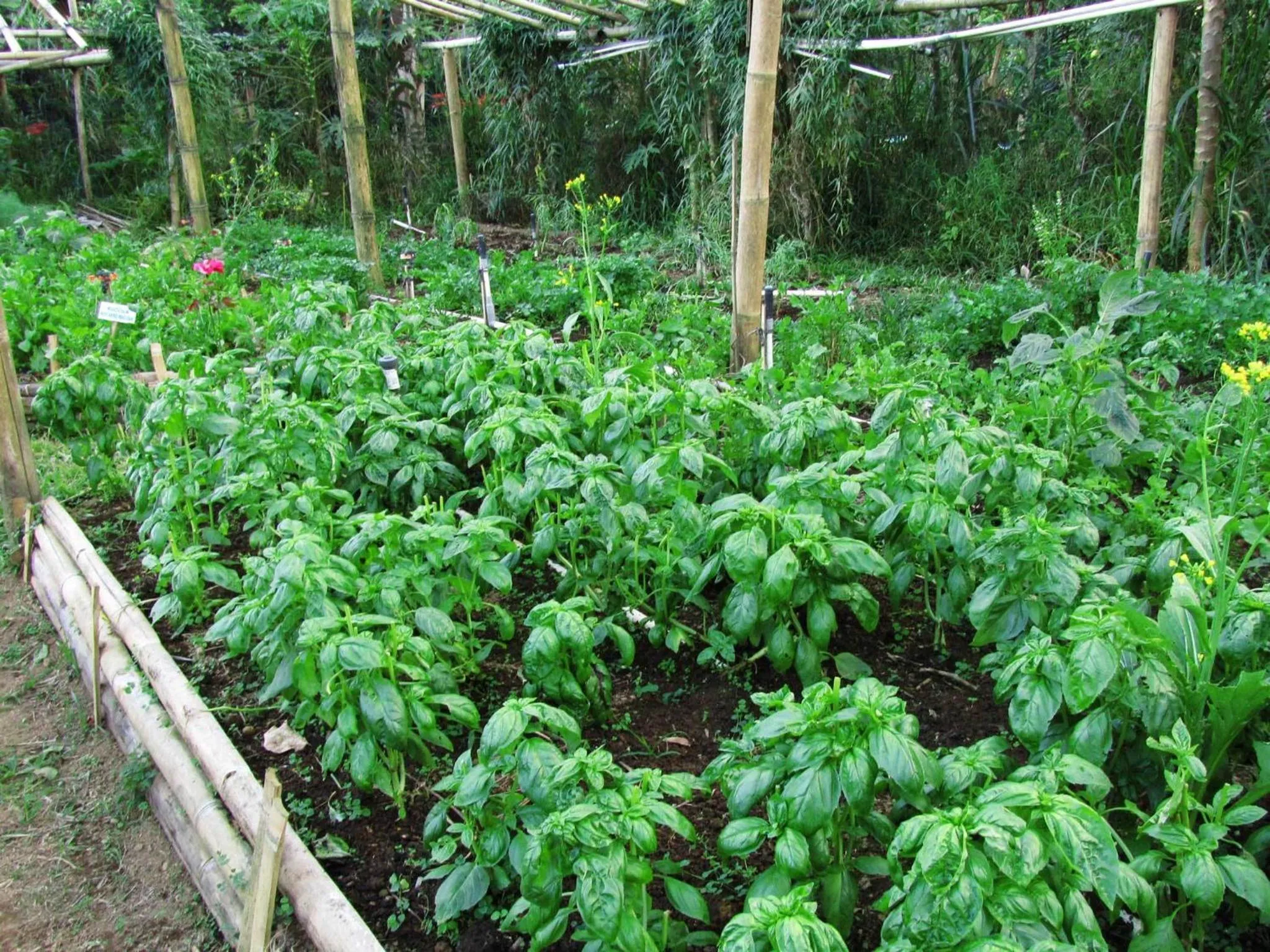 Other in Bali Eco Village