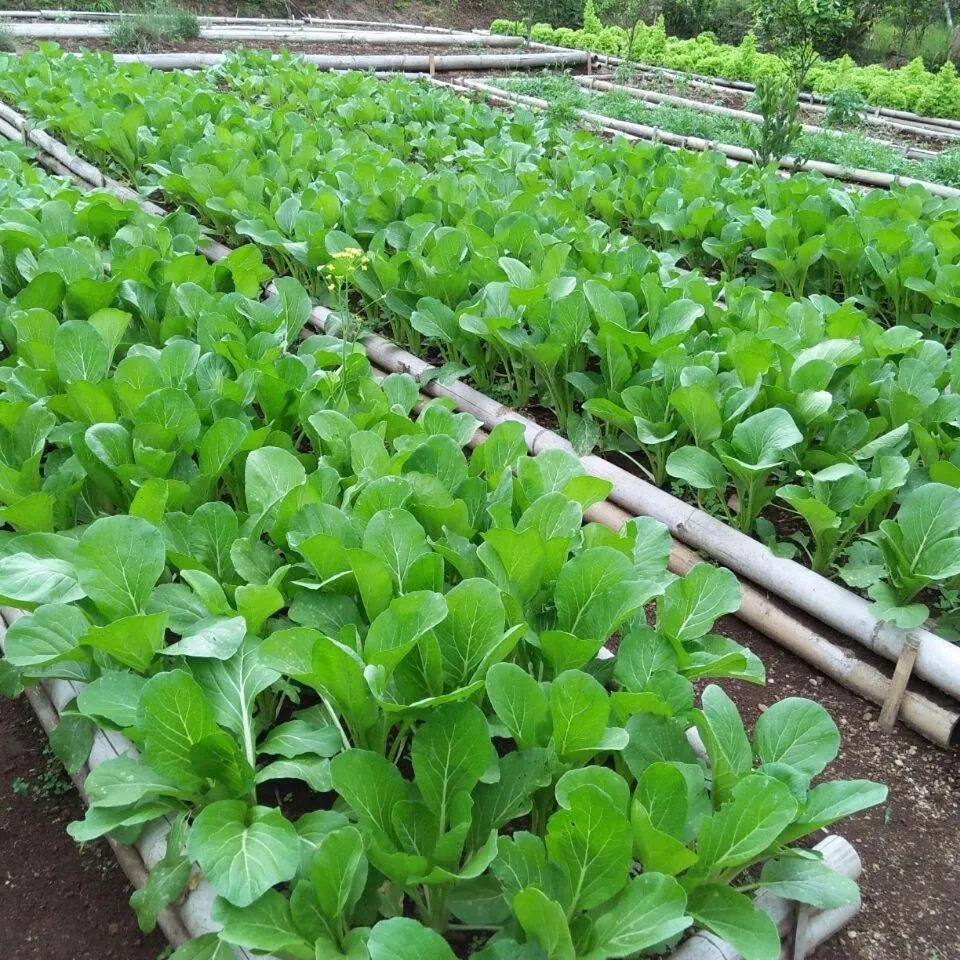 Bali Eco Village