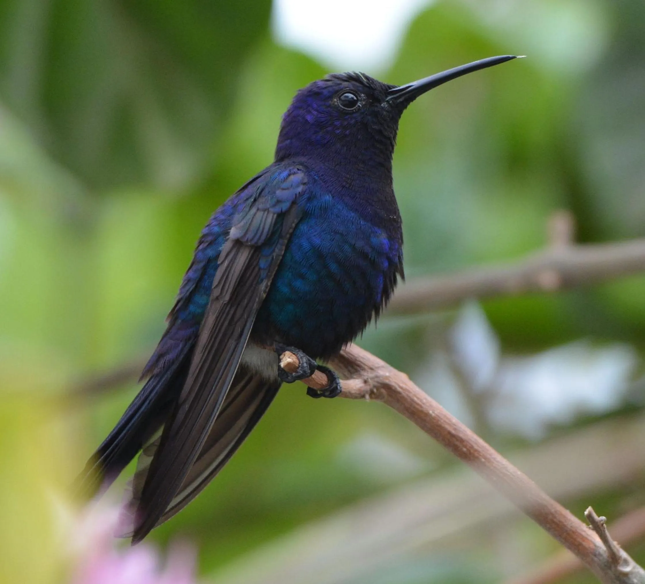 Animals in Pousada Caminho da Praia