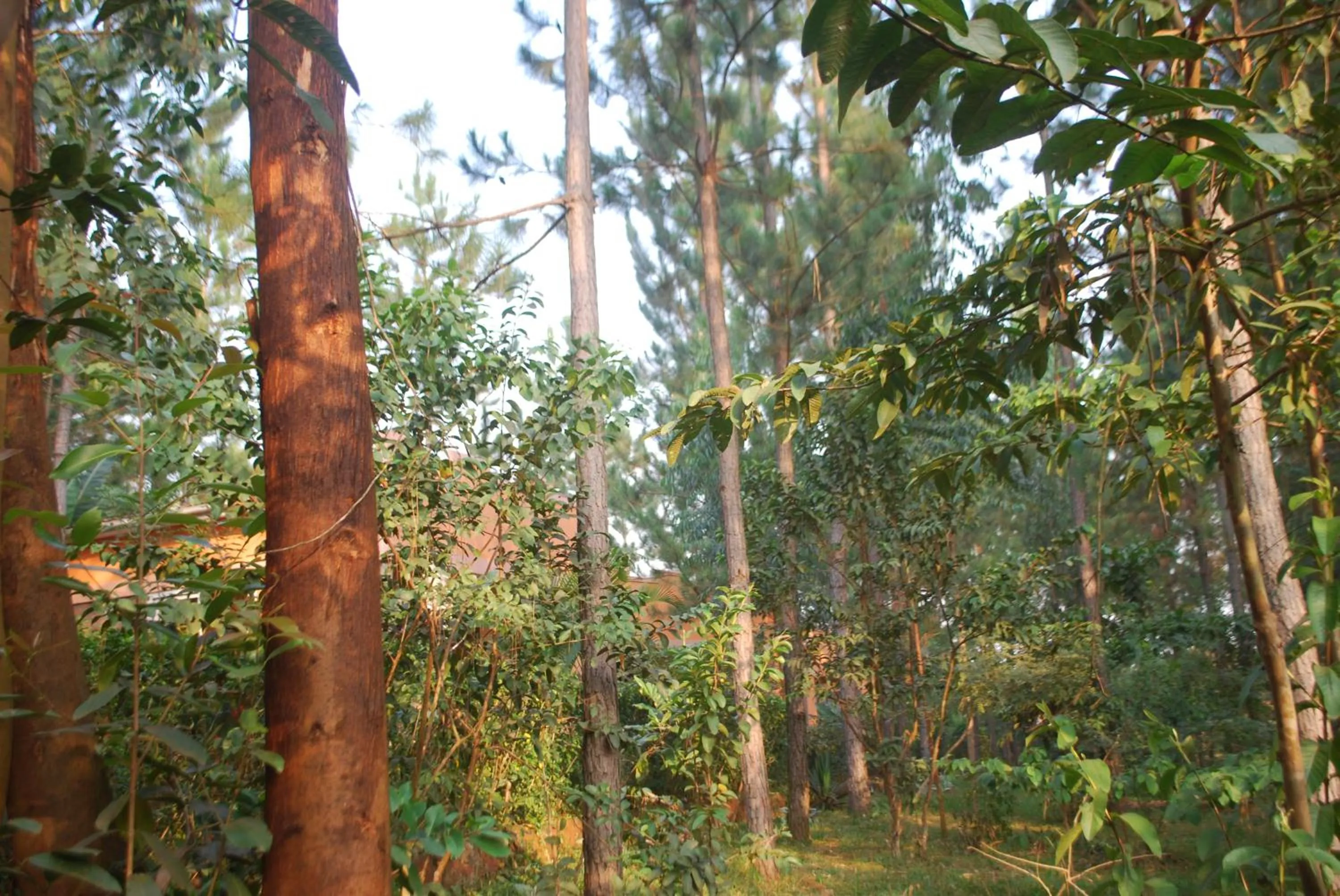 Garden view in Saltek Forest Cottages