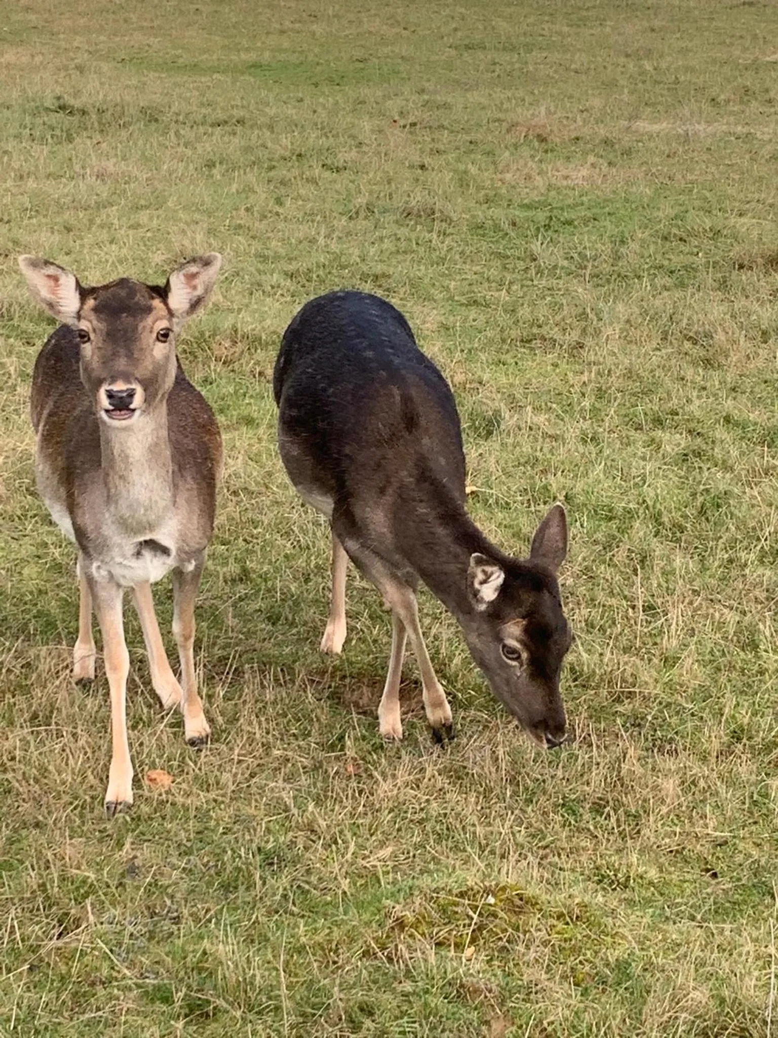 Domaine de Mont-Renaud