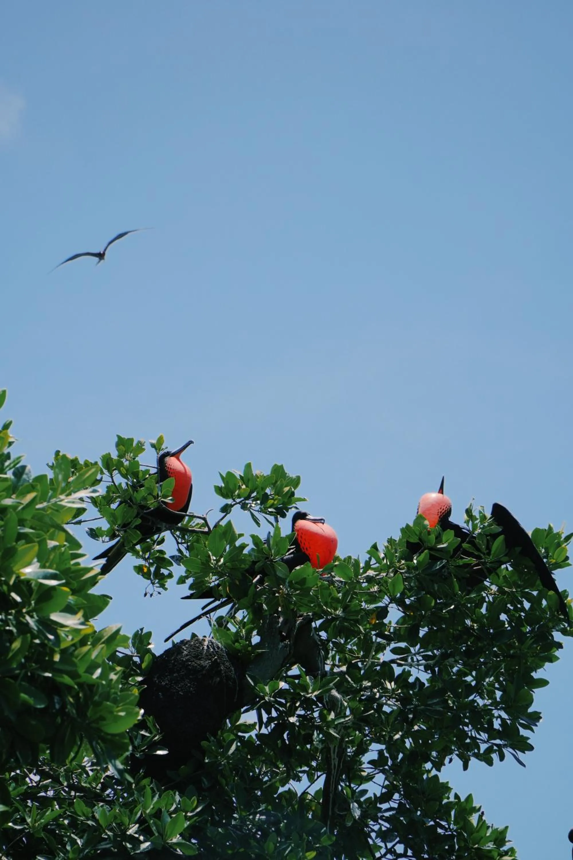 Animals in Hotel Cielo y Selva