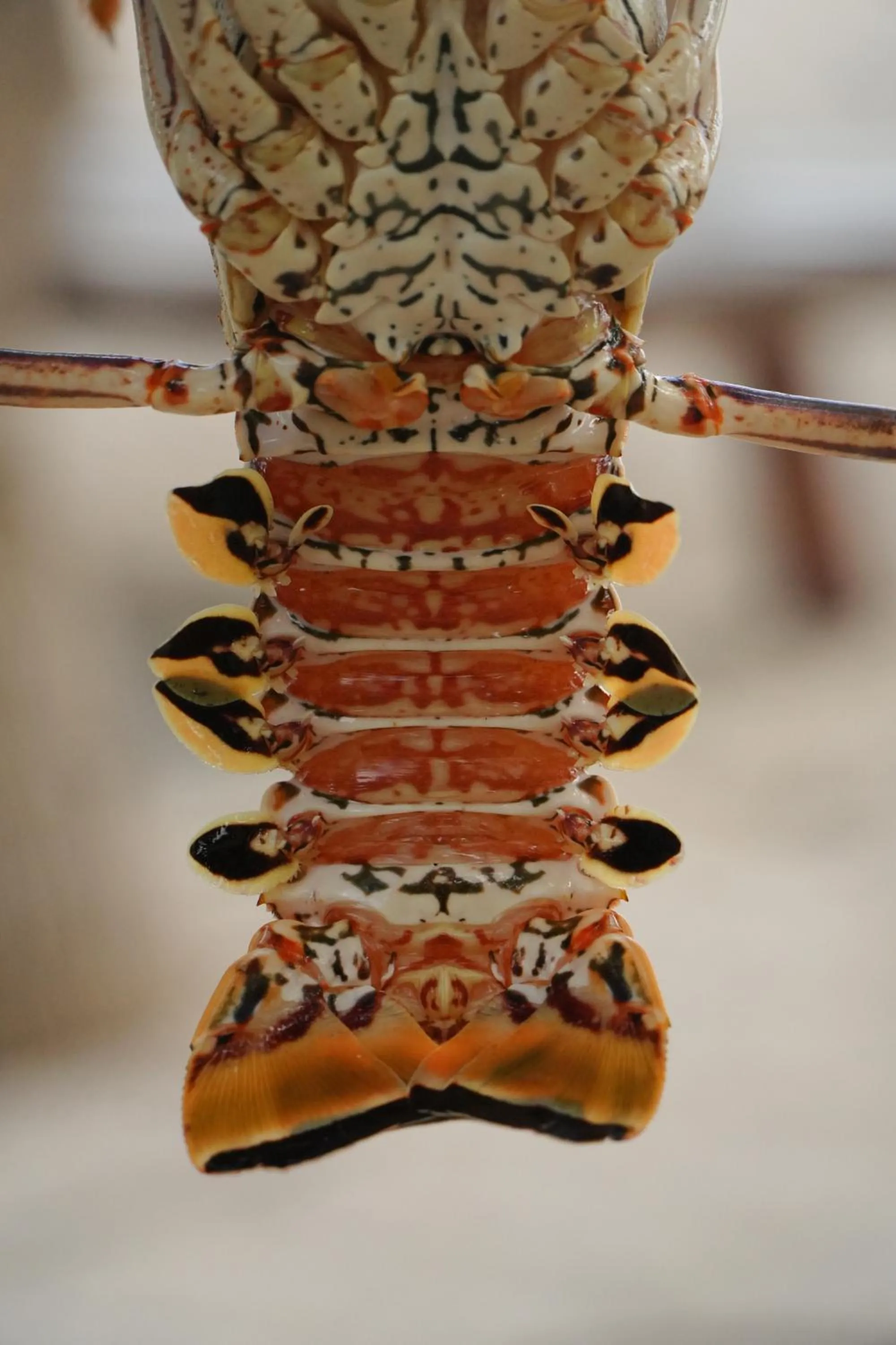 Restaurant/places to eat in Hotel Cielo y Selva