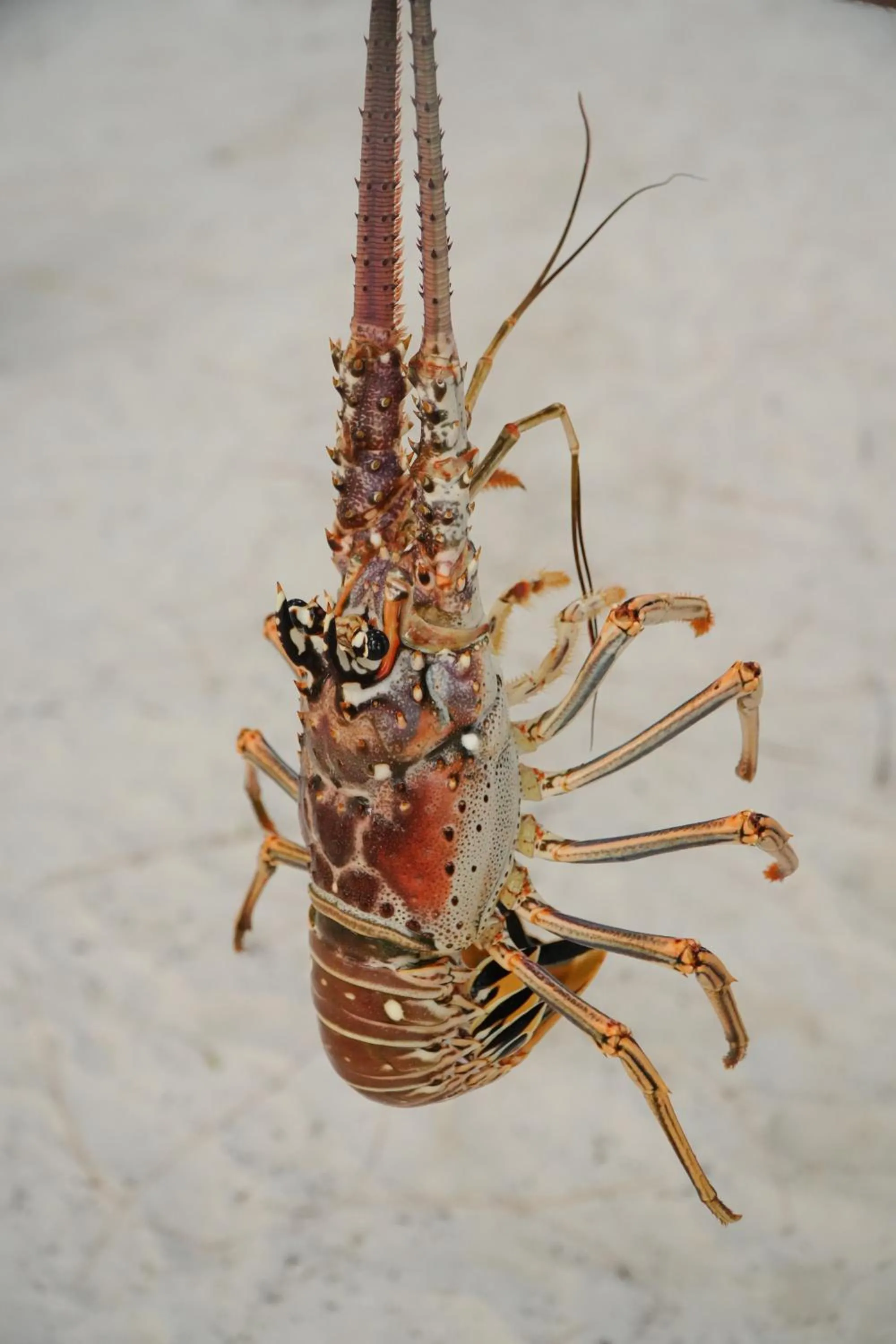 Restaurant/places to eat in Hotel Cielo y Selva