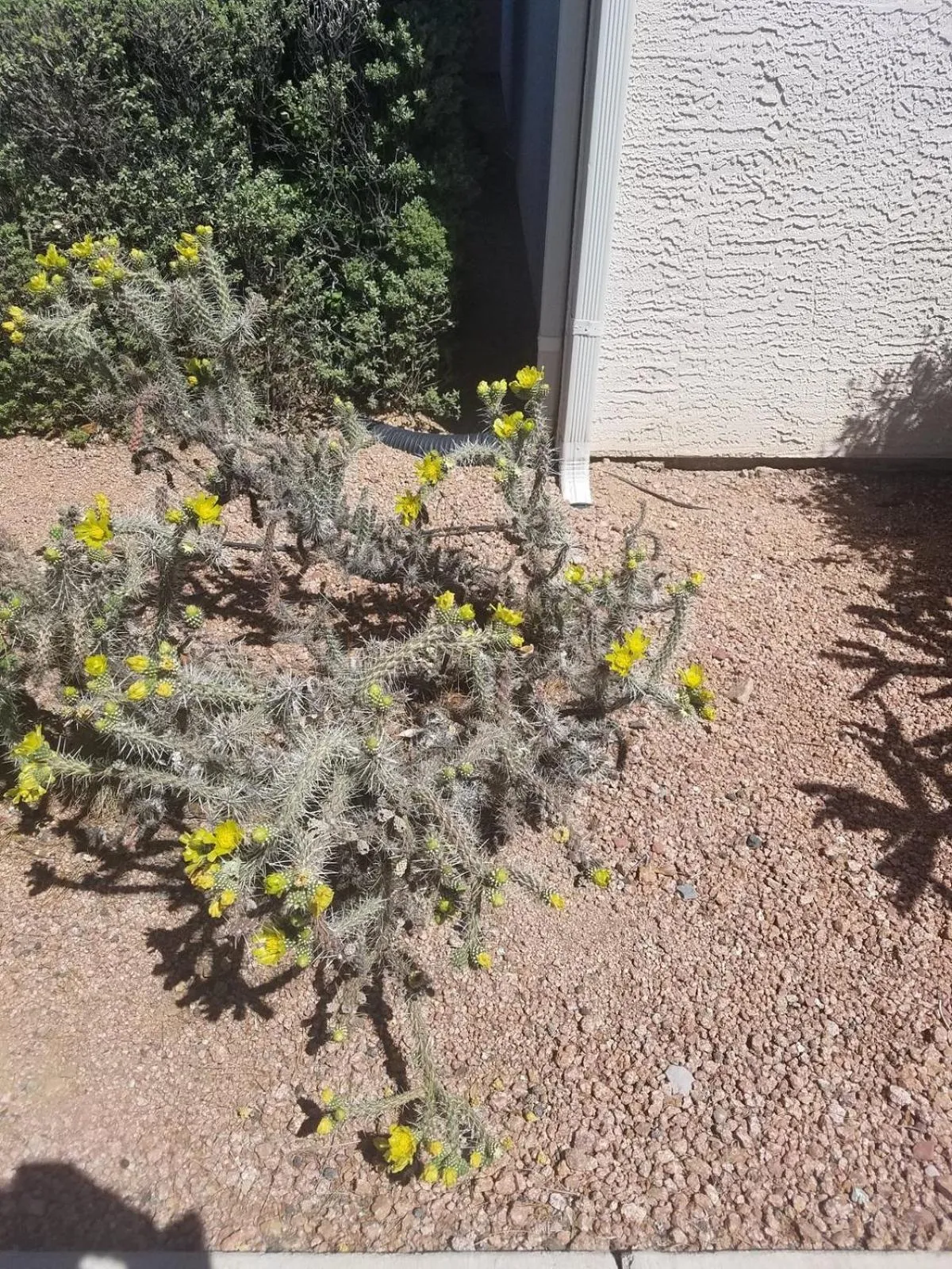Garden in Days Inn by Wyndham Camp Verde Arizona