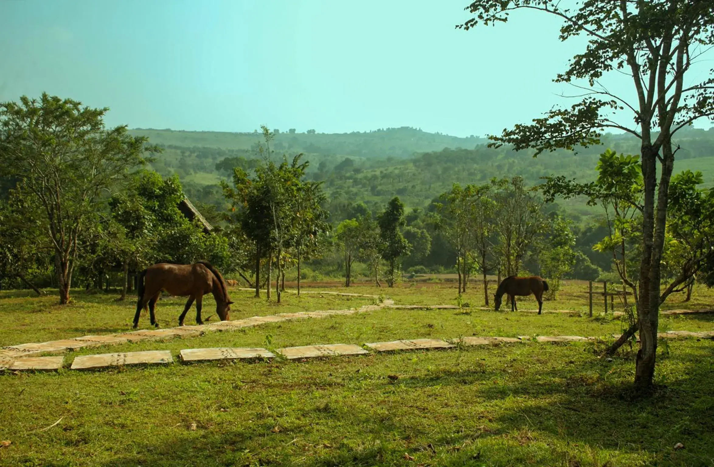 Mountain view in Nature Lodge Mountain view in Nature Lodge