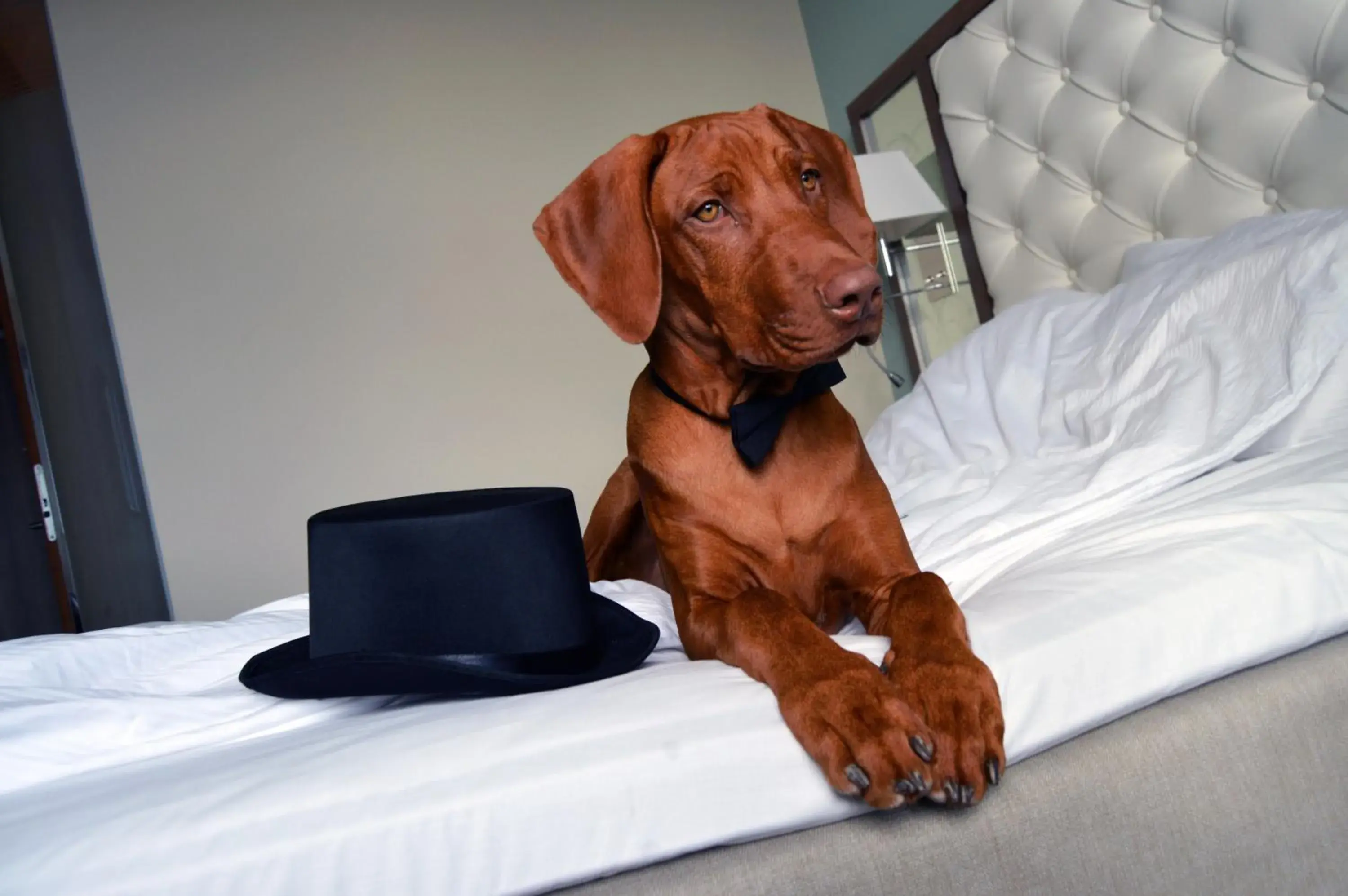 Pets, Bed in Clarion Hotel Arlanda Airport Terminal Pets, Bed in Clarion Hotel Arlanda Airport Terminal