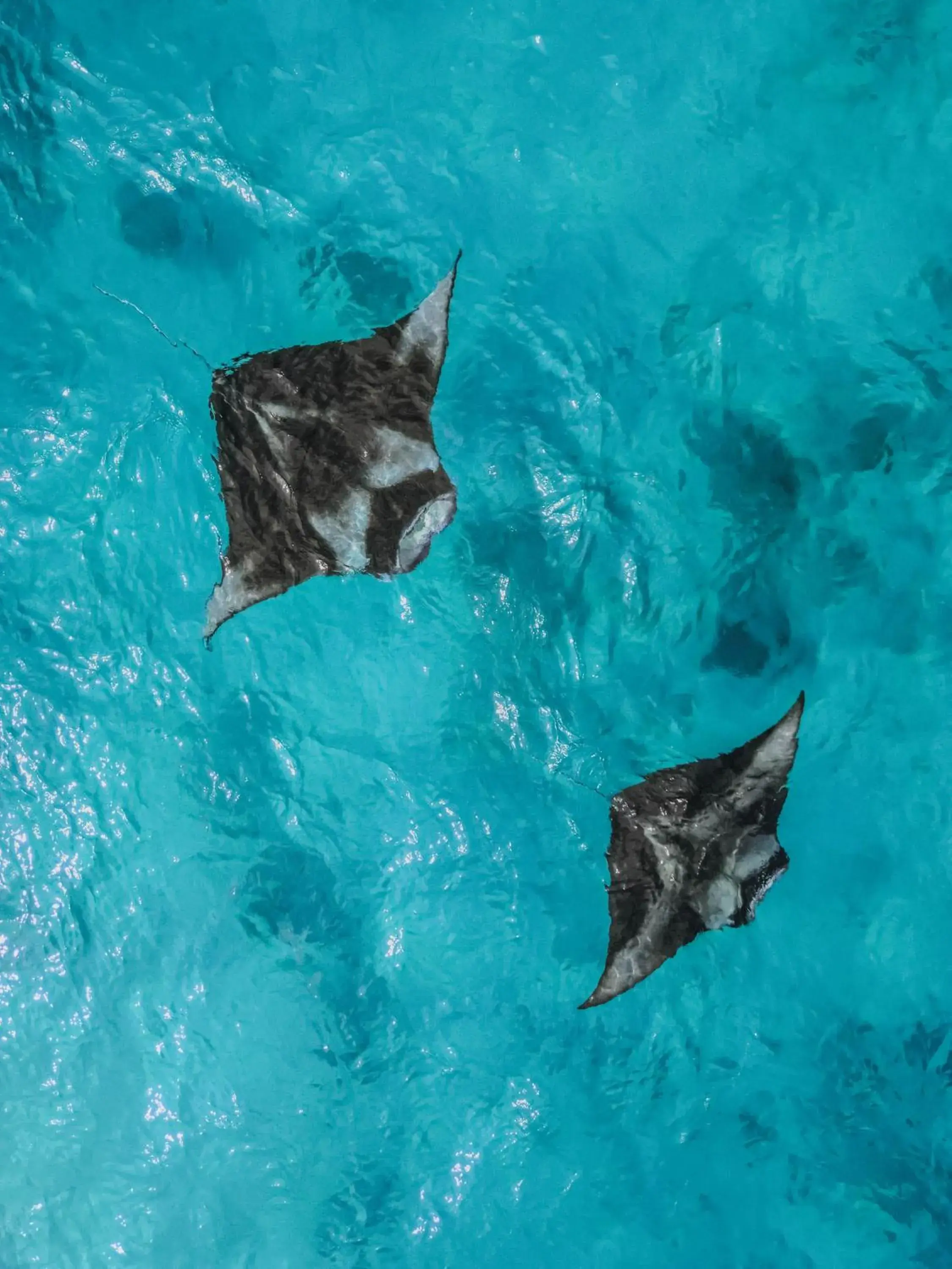 Diamonds Athuruga Maldives Resort & Spa Diamonds Athuruga Maldives Resort & Spa