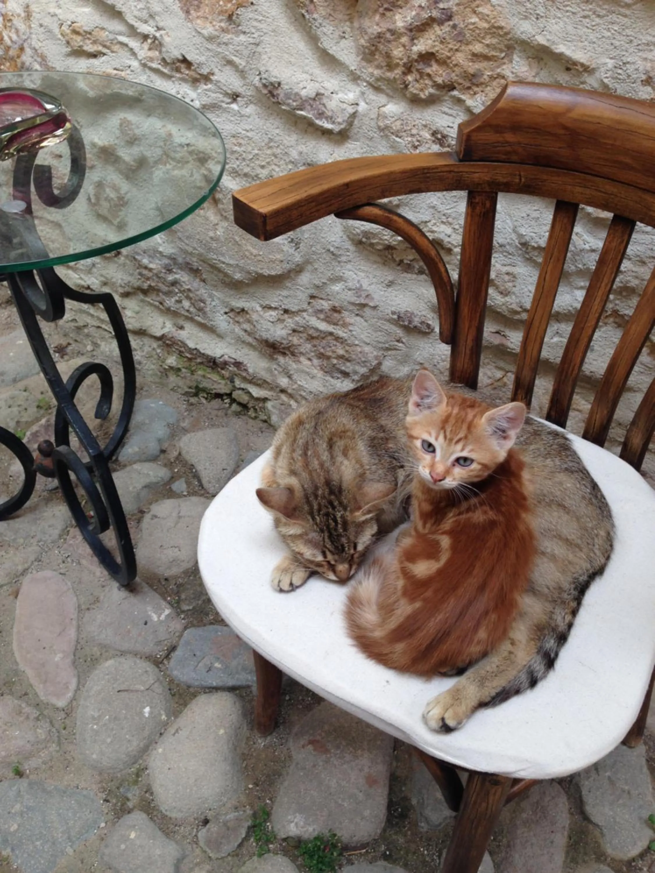 Pets in Macaron Konagi