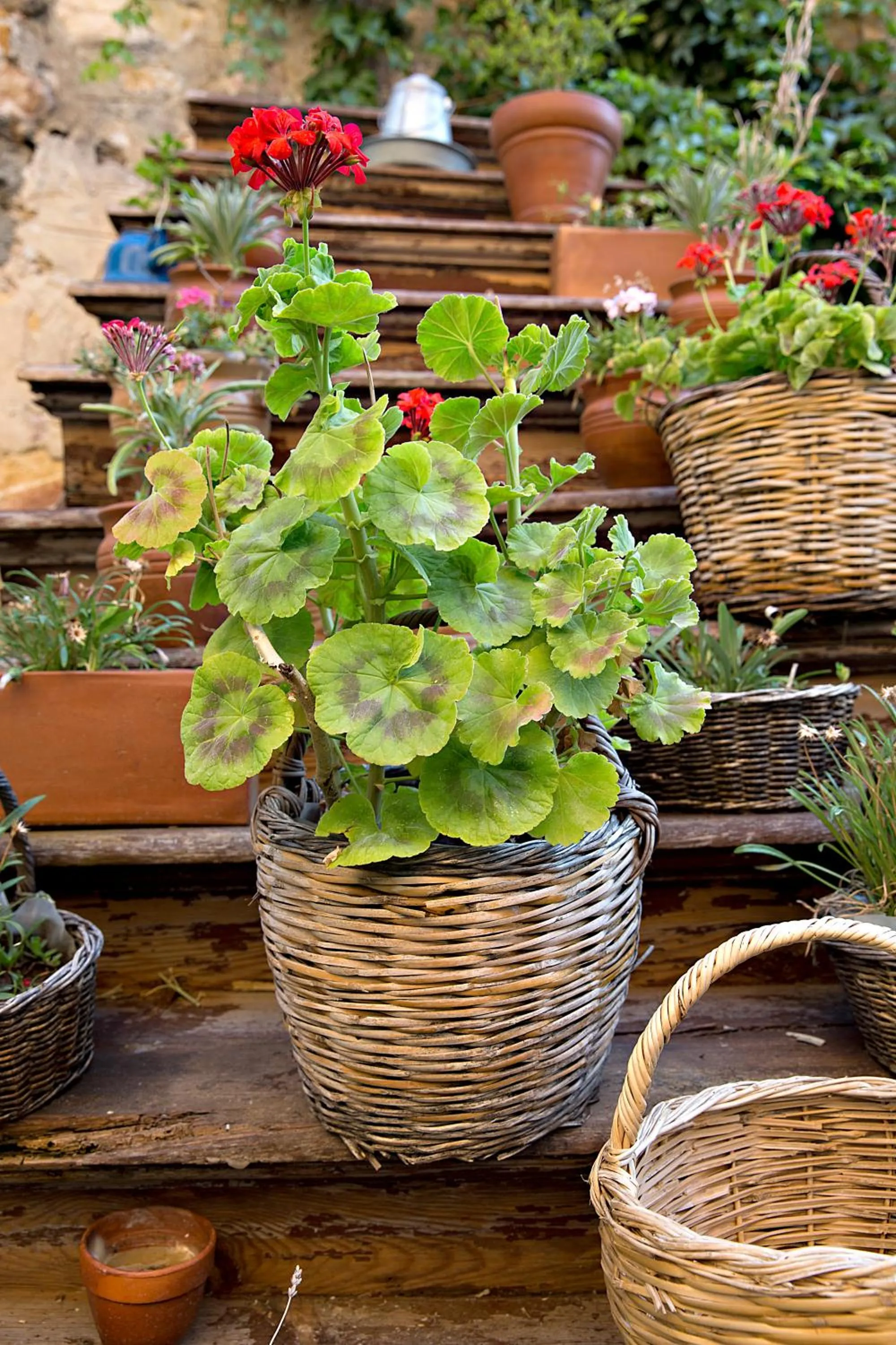 Garden in Macaron Konagi