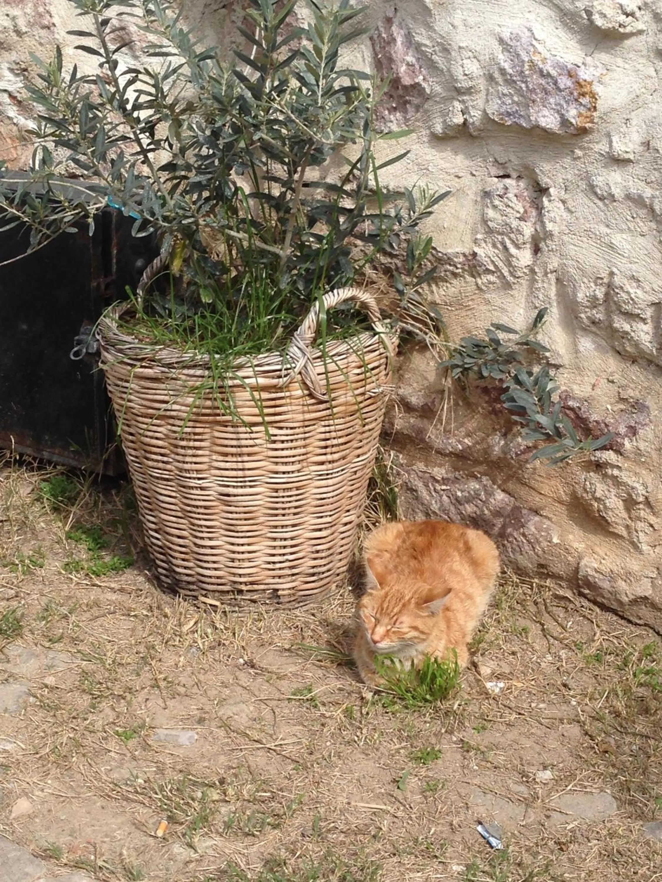 Off site in Macaron Konagi