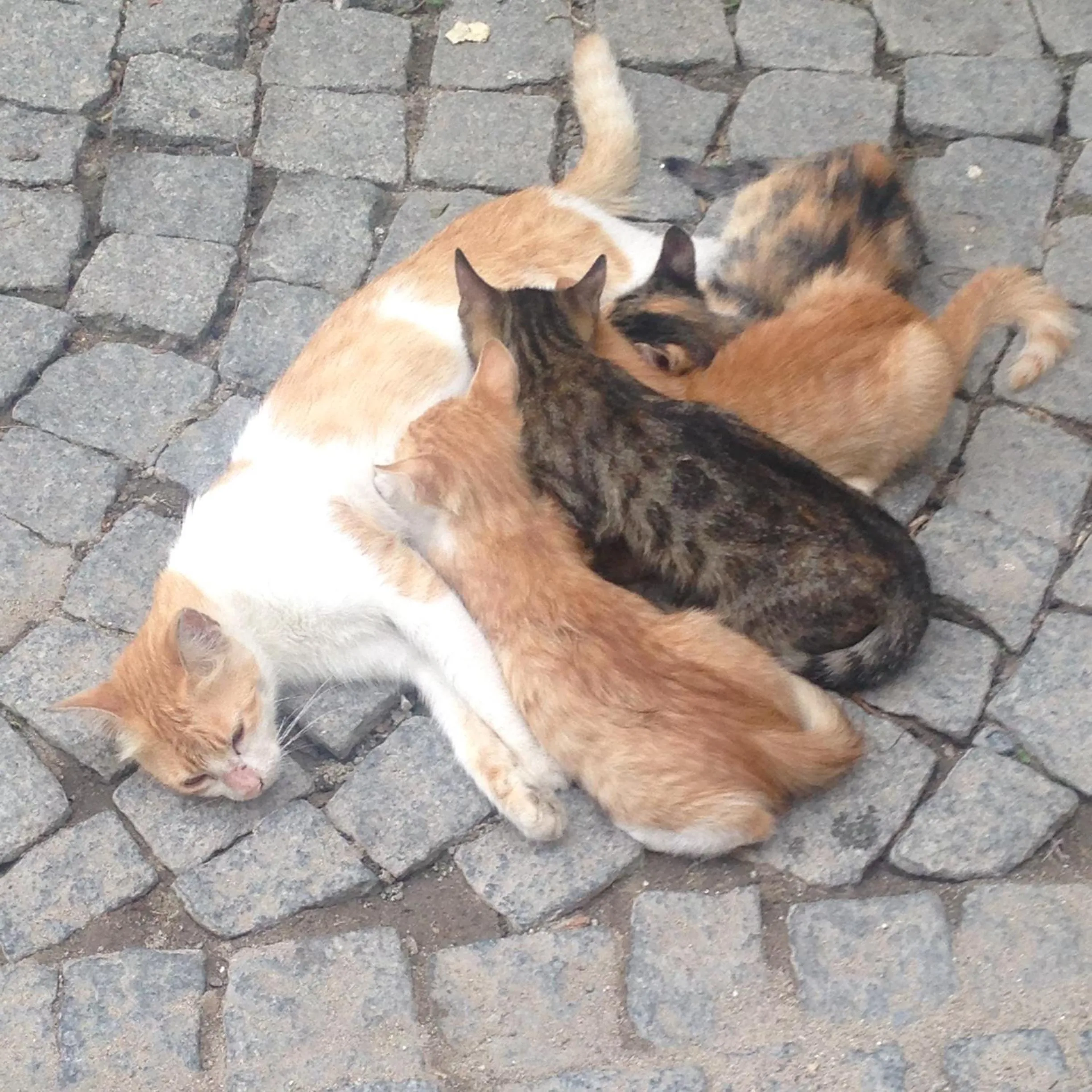 Pets in Macaron Konagi