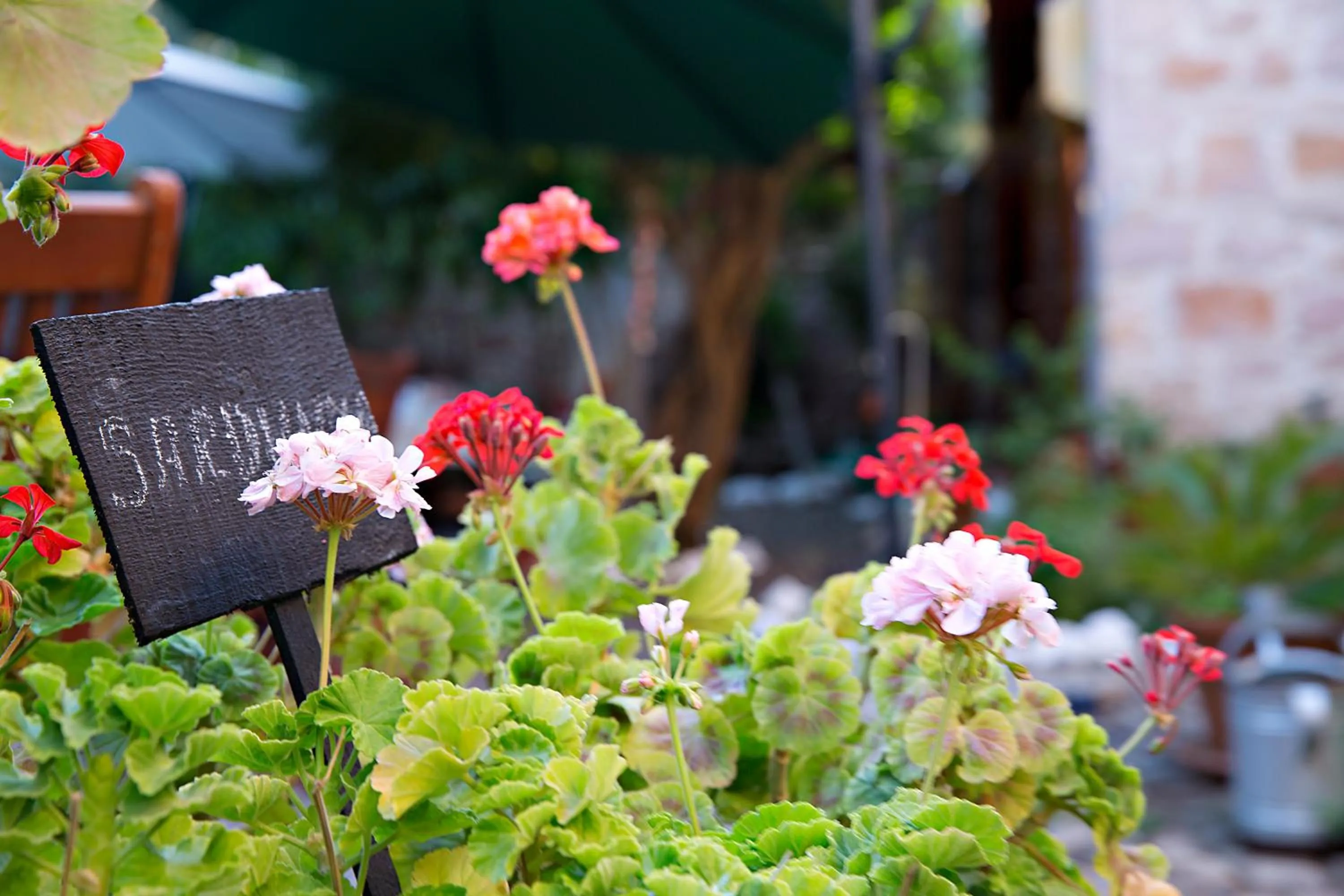 Garden in Macaron Konagi