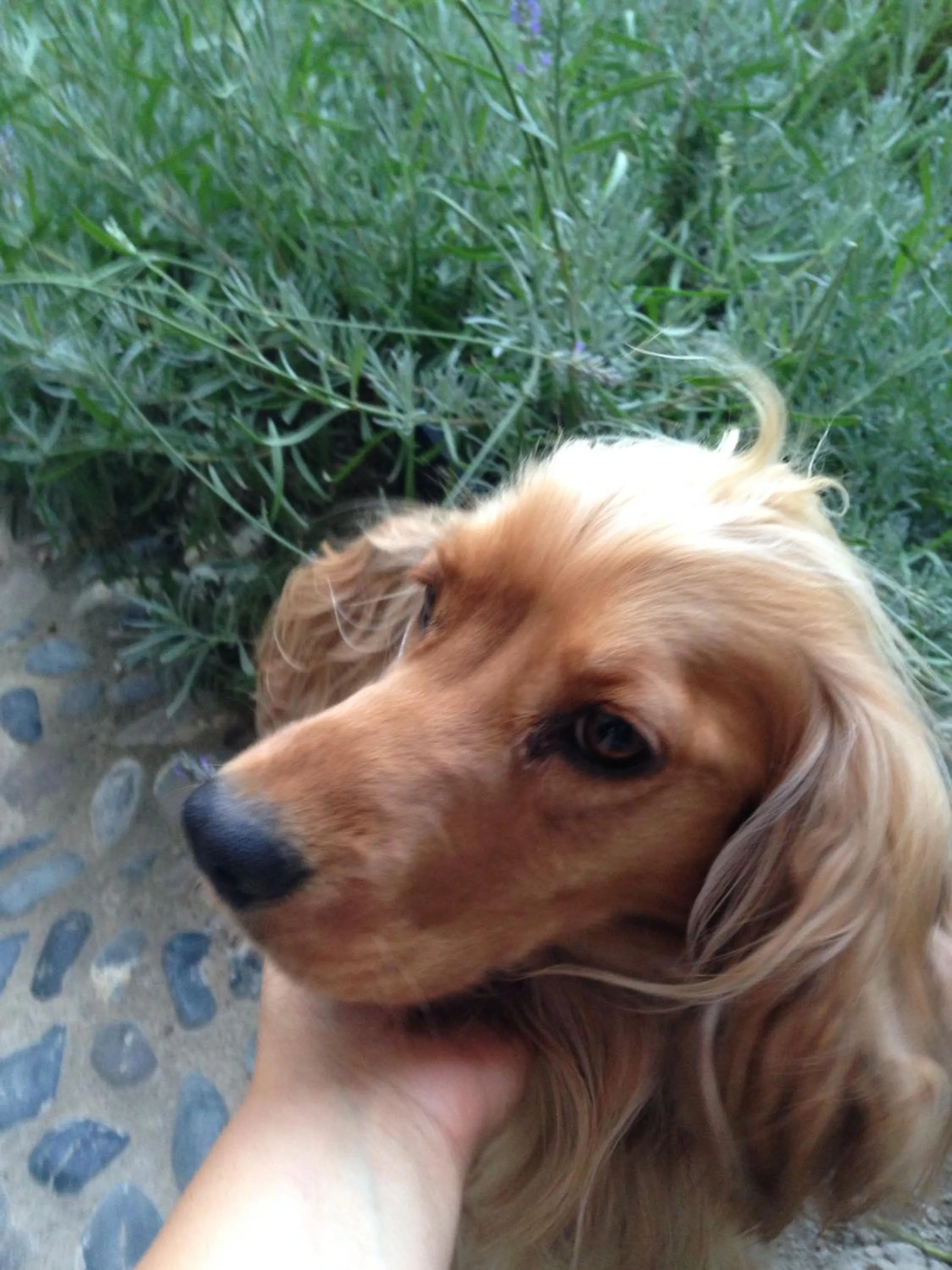 Other in Macaron Konagi