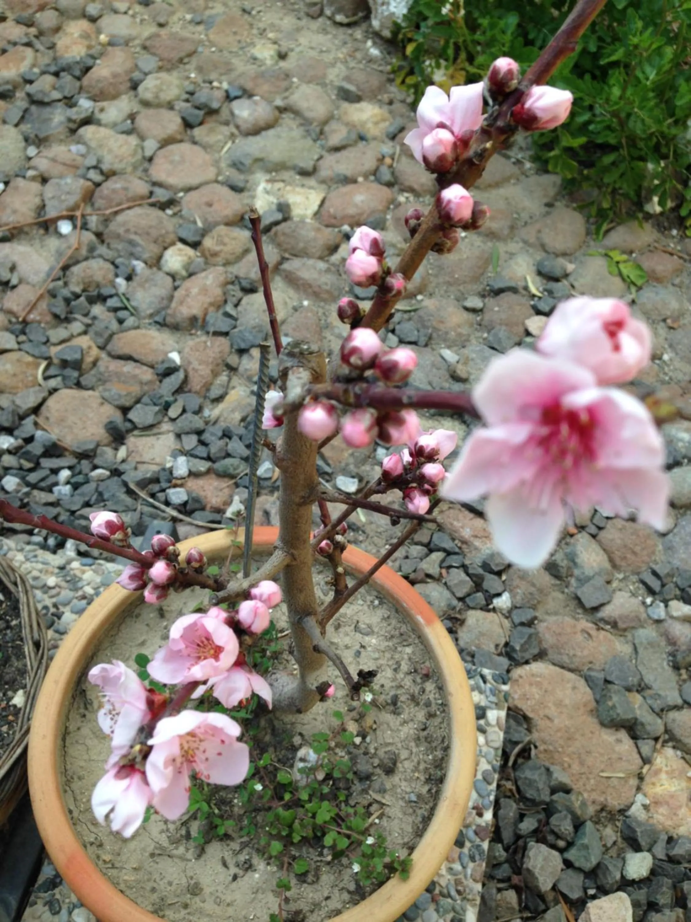 Decorative detail in Macaron Konagi