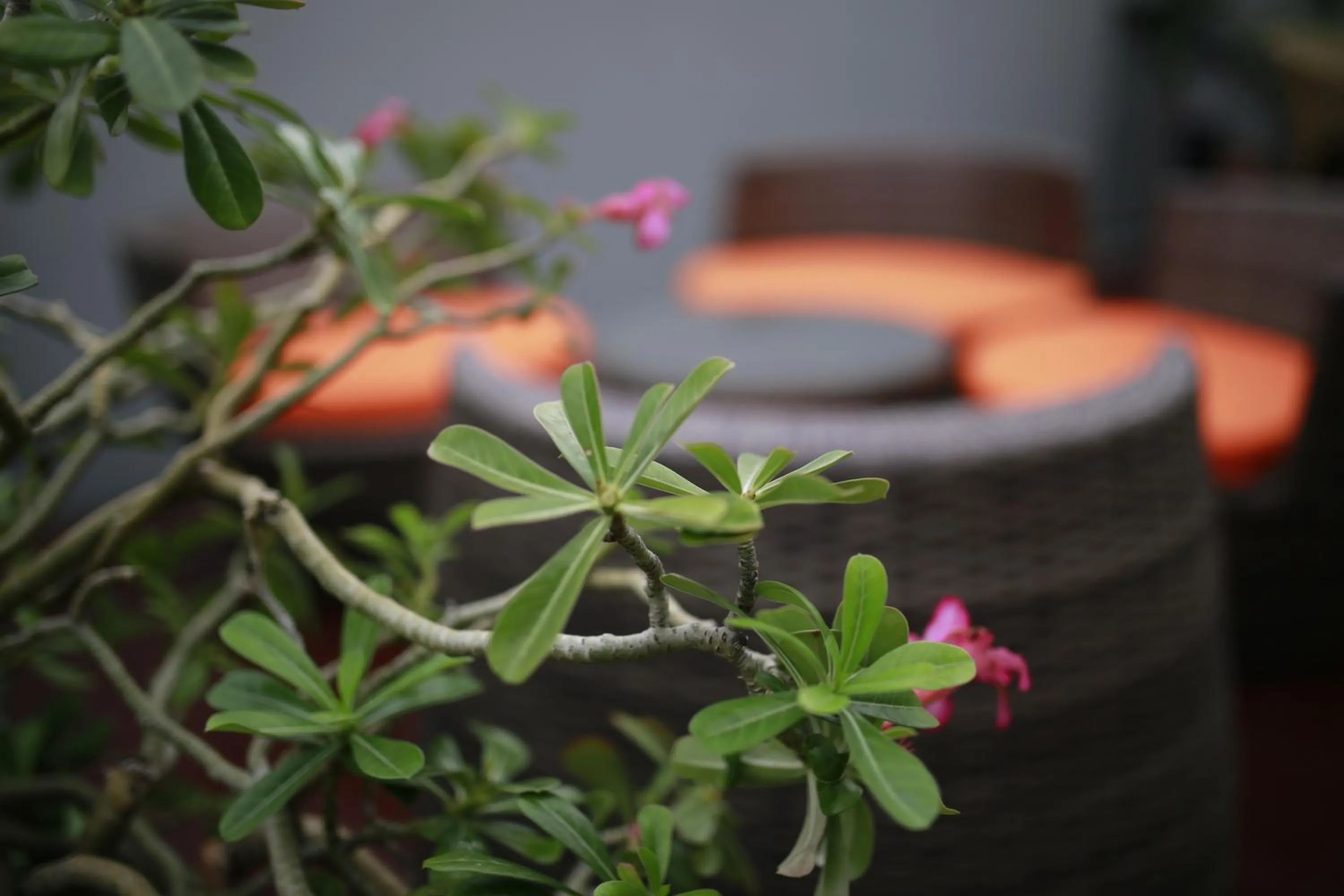 Garden in Witchuwan Apartel