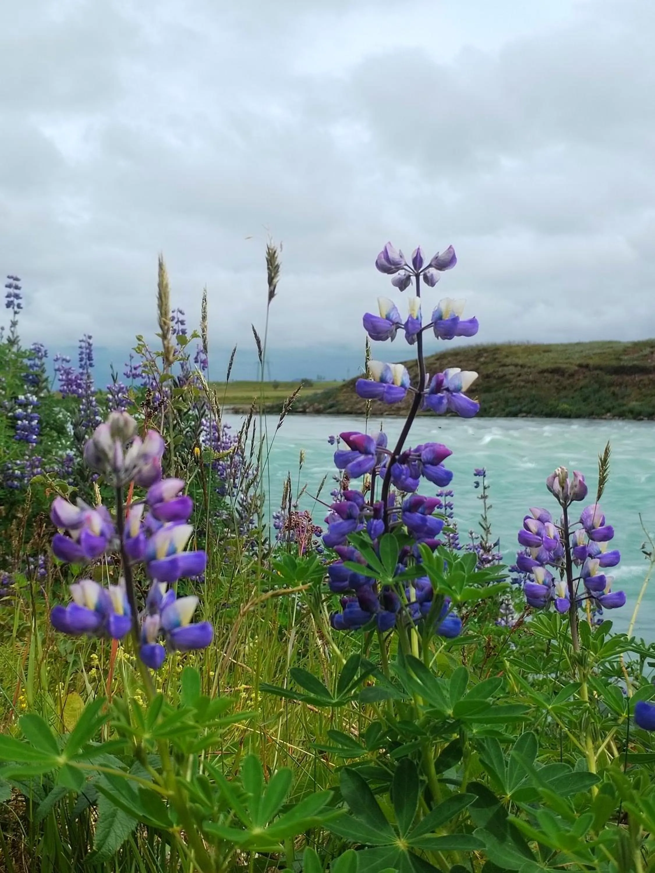 Spring in Selfoss Hostel
