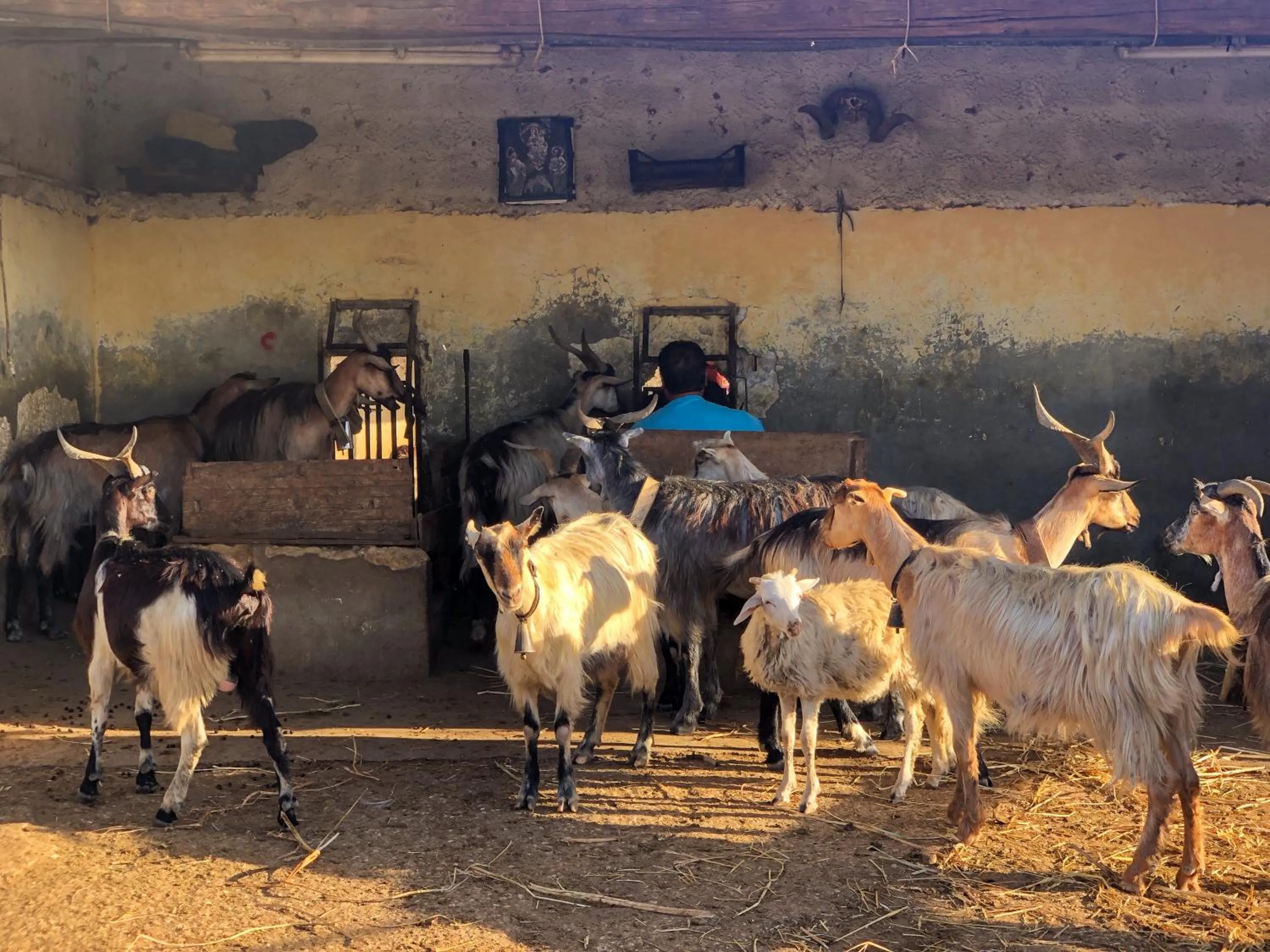 Animals in Fattoria Manostalla Villa Chiarelli