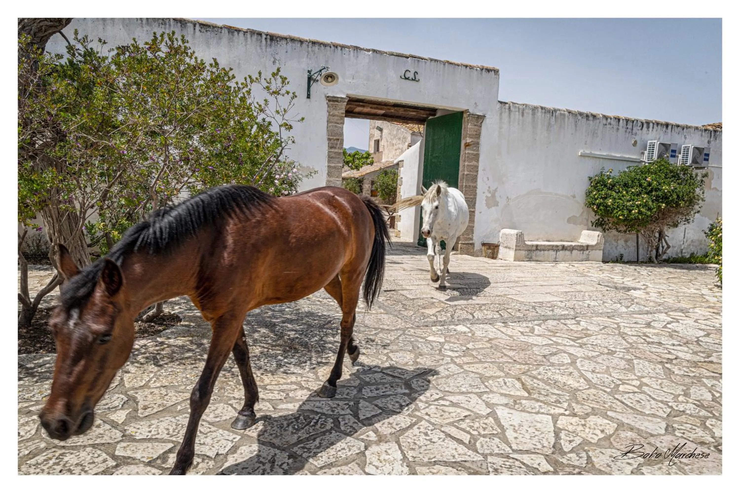 Animals in Fattoria Manostalla Villa Chiarelli