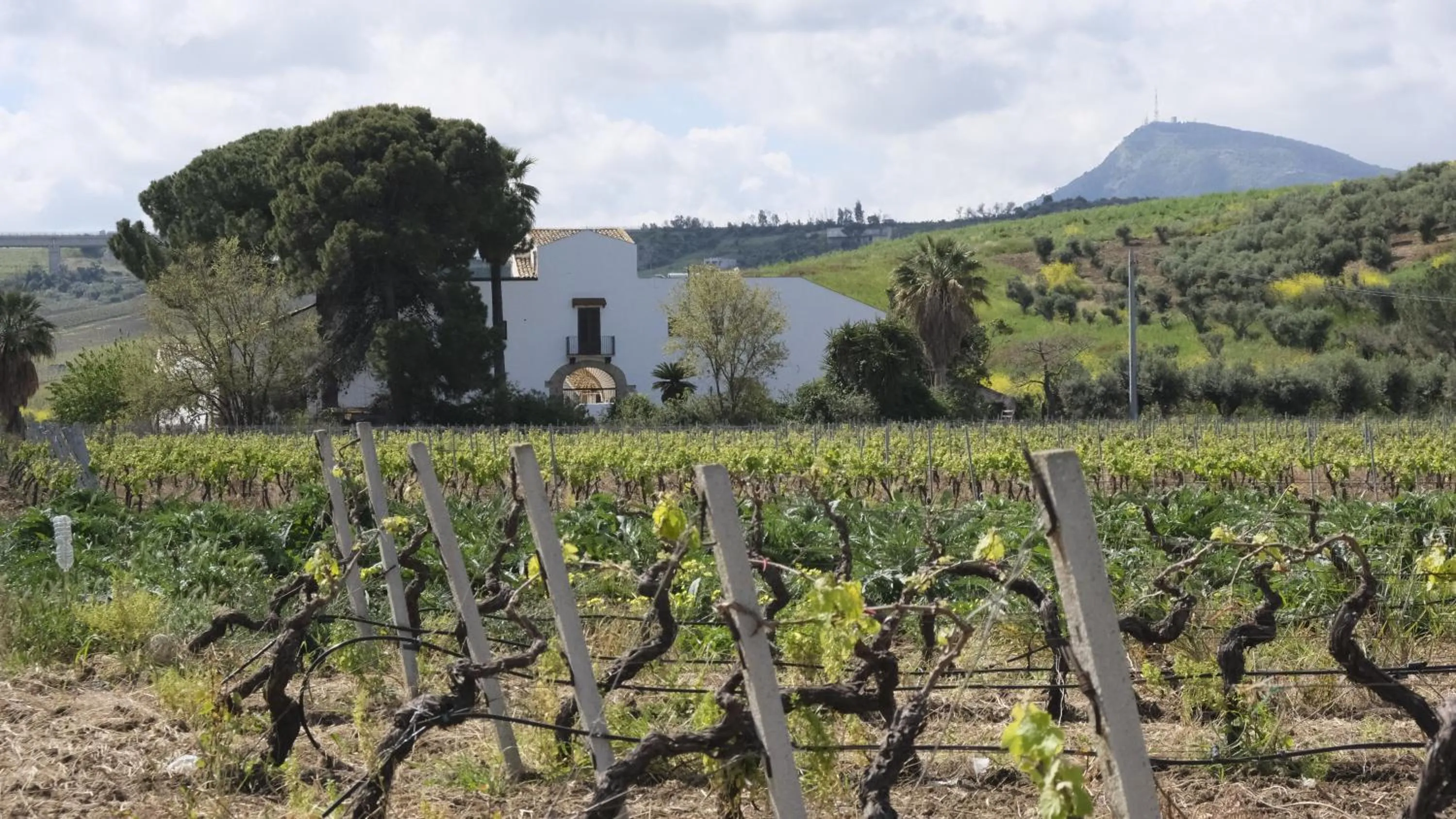 Natural landscape in Fattoria Manostalla Villa Chiarelli
