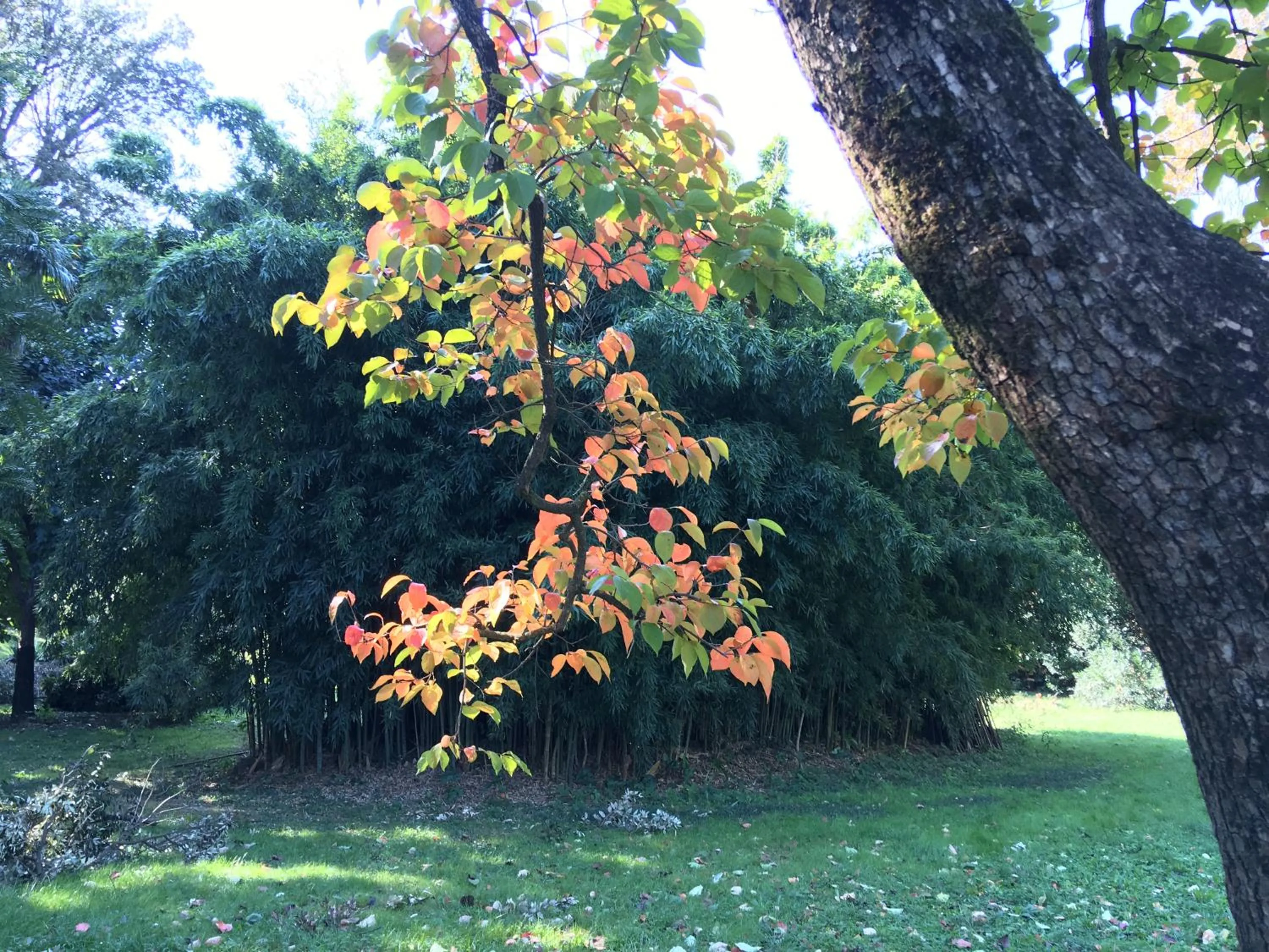 Garden in Villa La Dogana B&B di Charme - Historic Villa with a beautiful garden - private parking