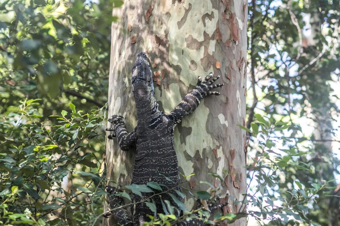 Property building in Pebbly Beach Escape