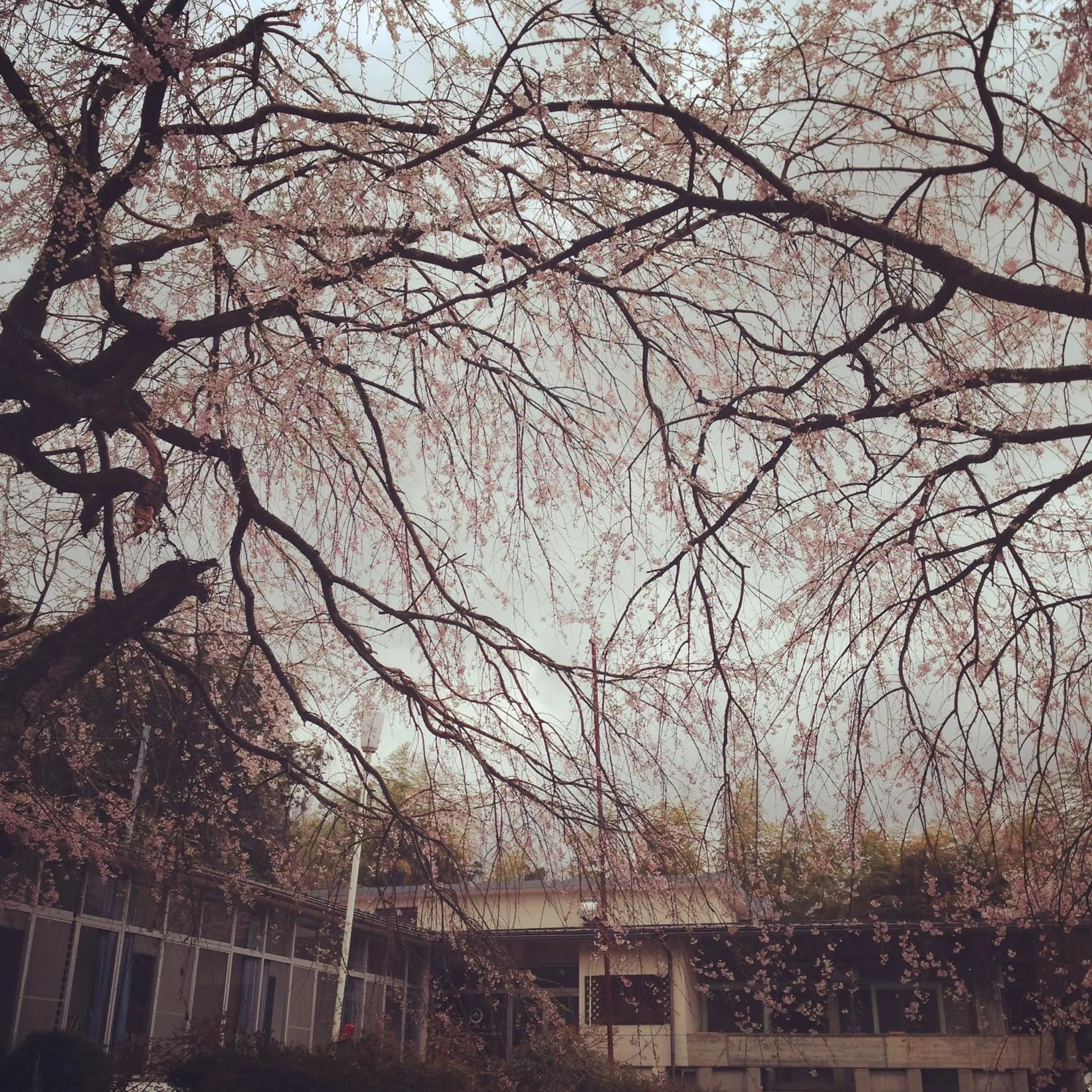 On site in Amanohashidate Youth Hostel