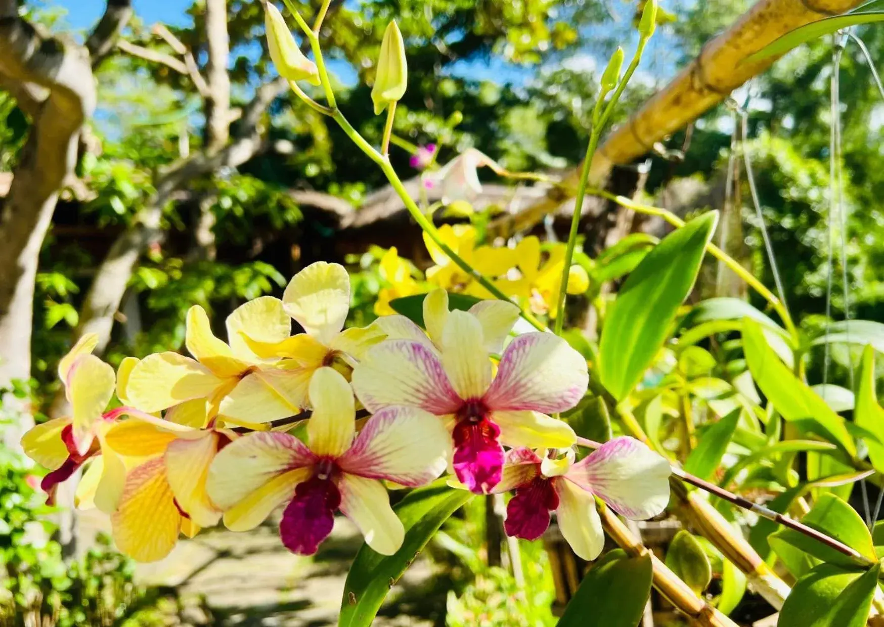 One-Bedroom Chalet in Bamboo Cottages One-Bedroom Chalet in Bamboo Cottages