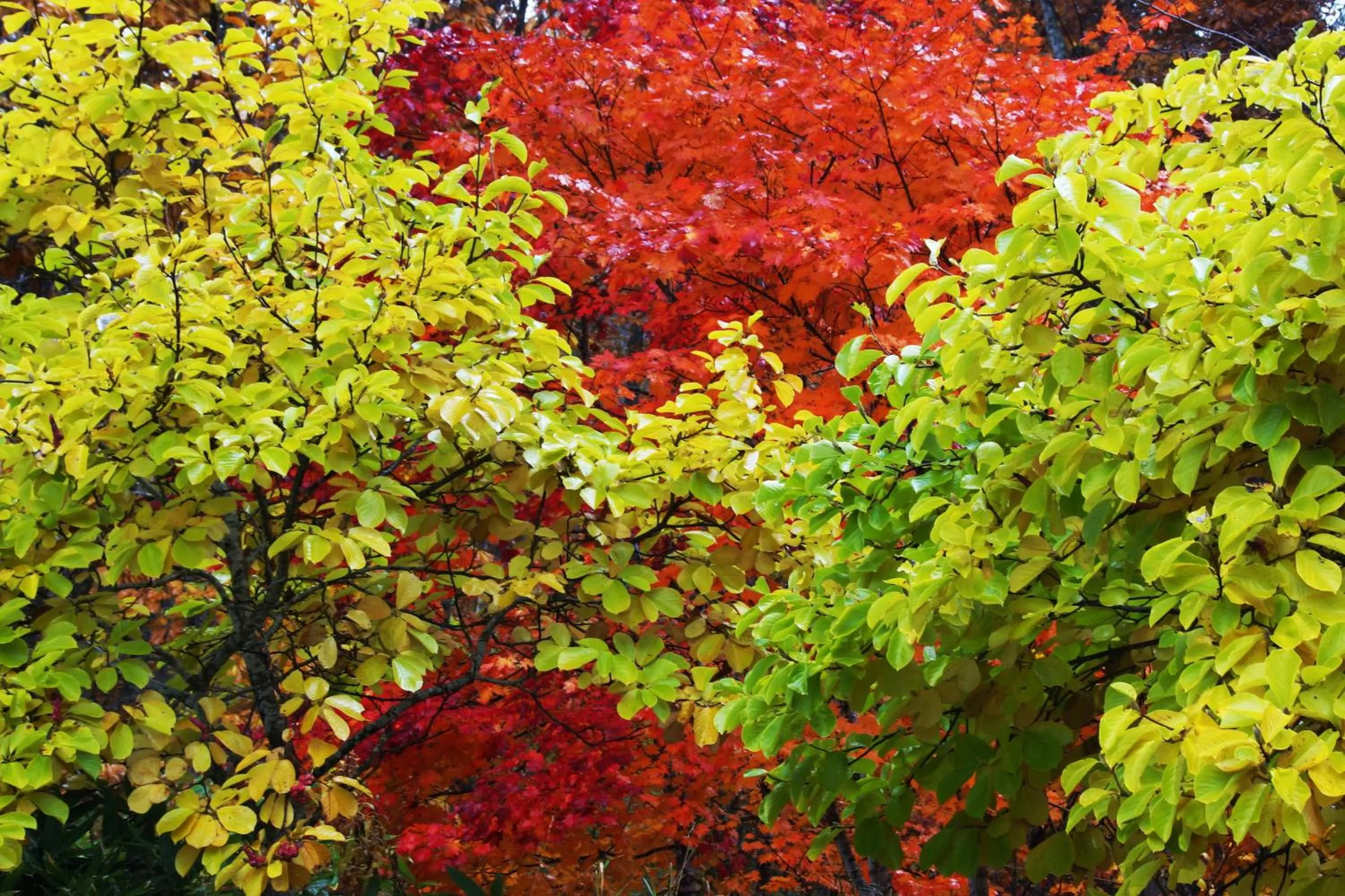 Natural landscape in Pension Ashitaya