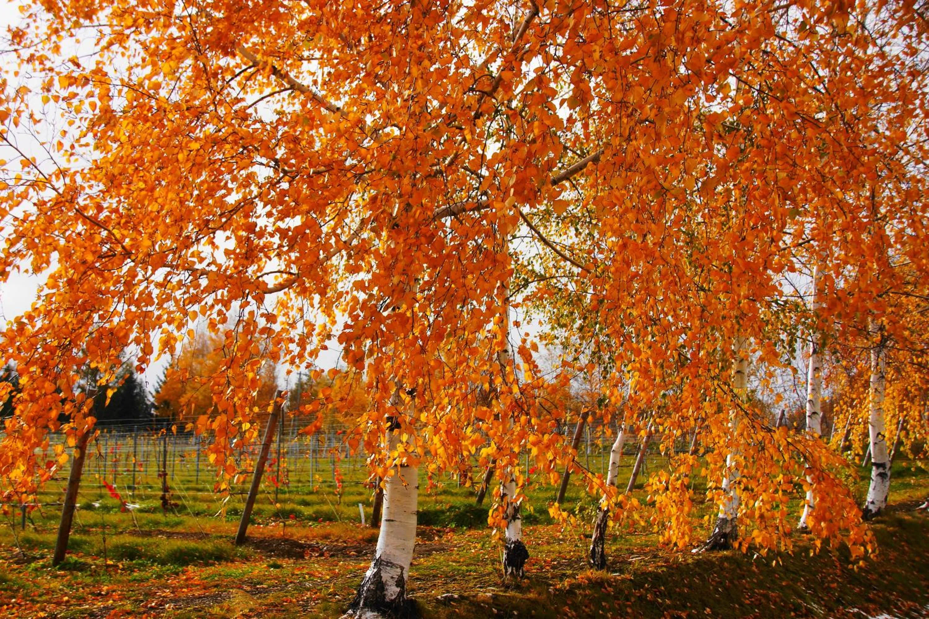 Natural landscape in Pension Ashitaya