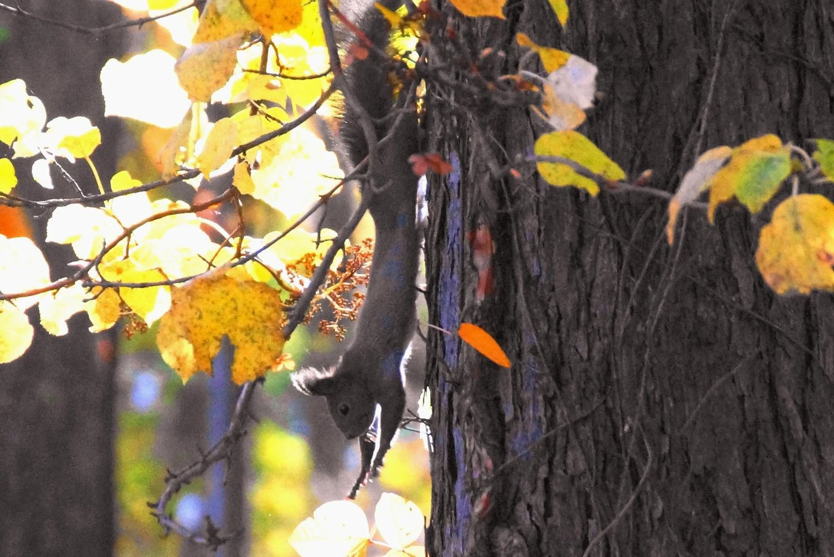 Natural landscape in Pension Ashitaya