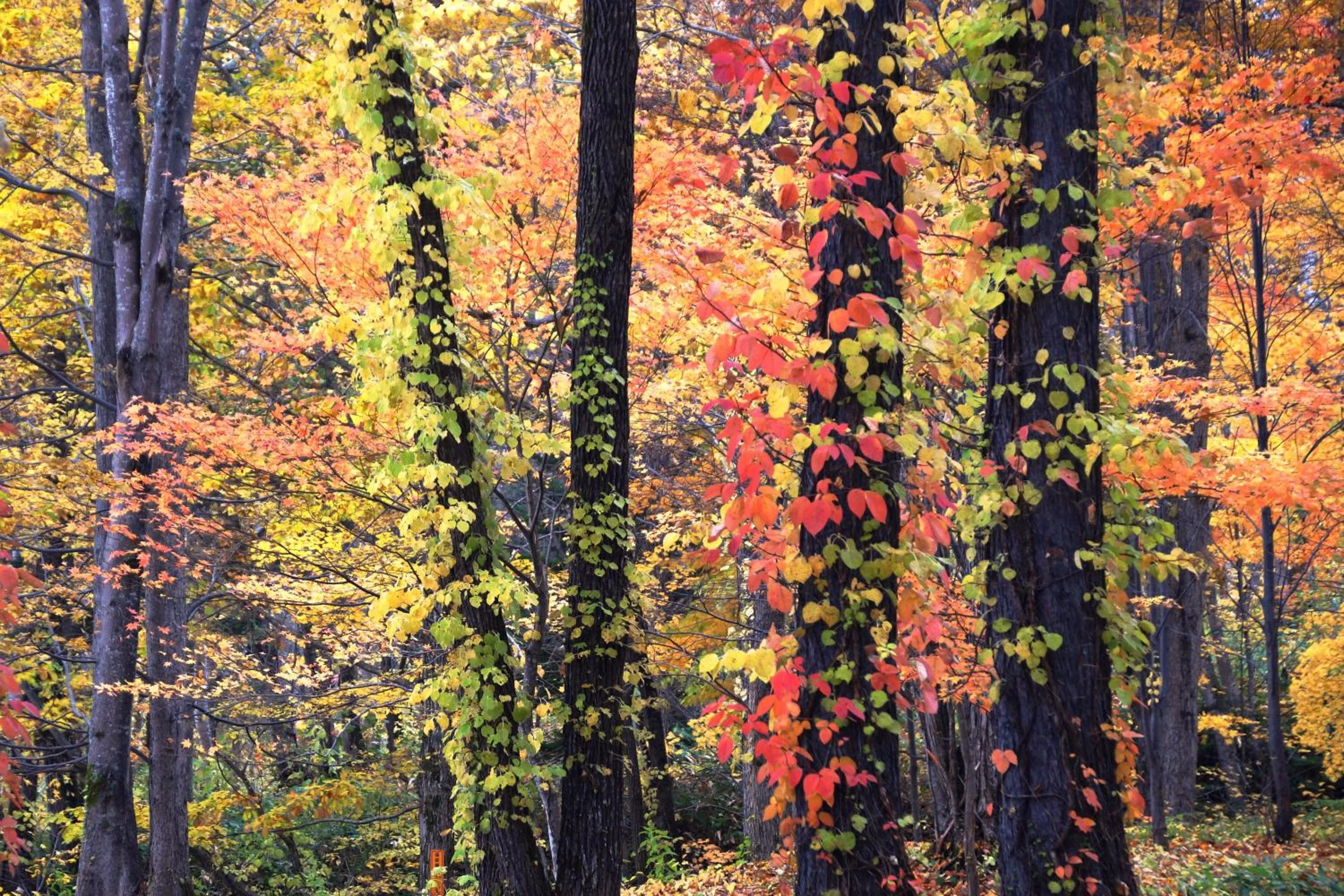 Natural landscape in Pension Ashitaya